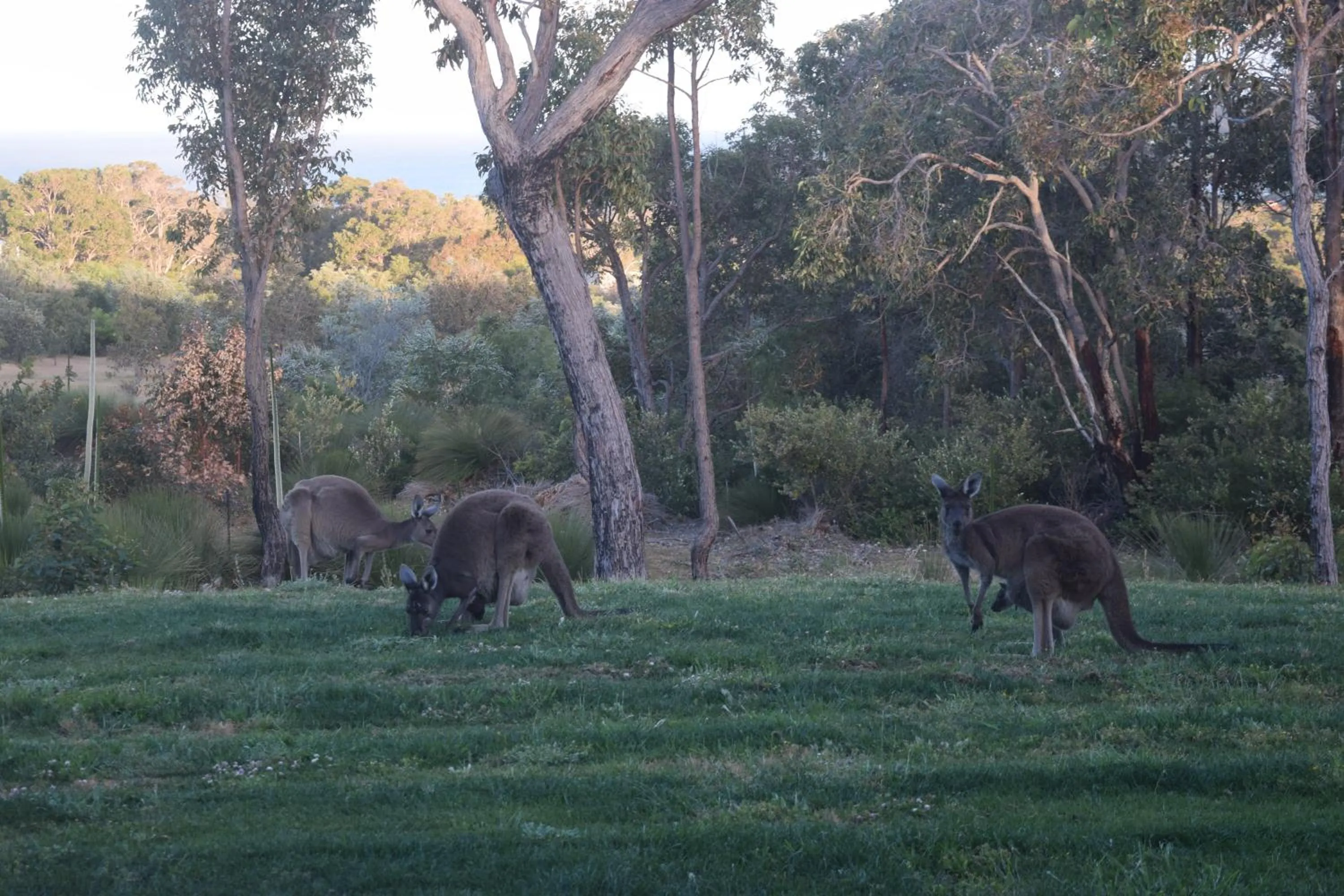 Animals in Eagle Bay House