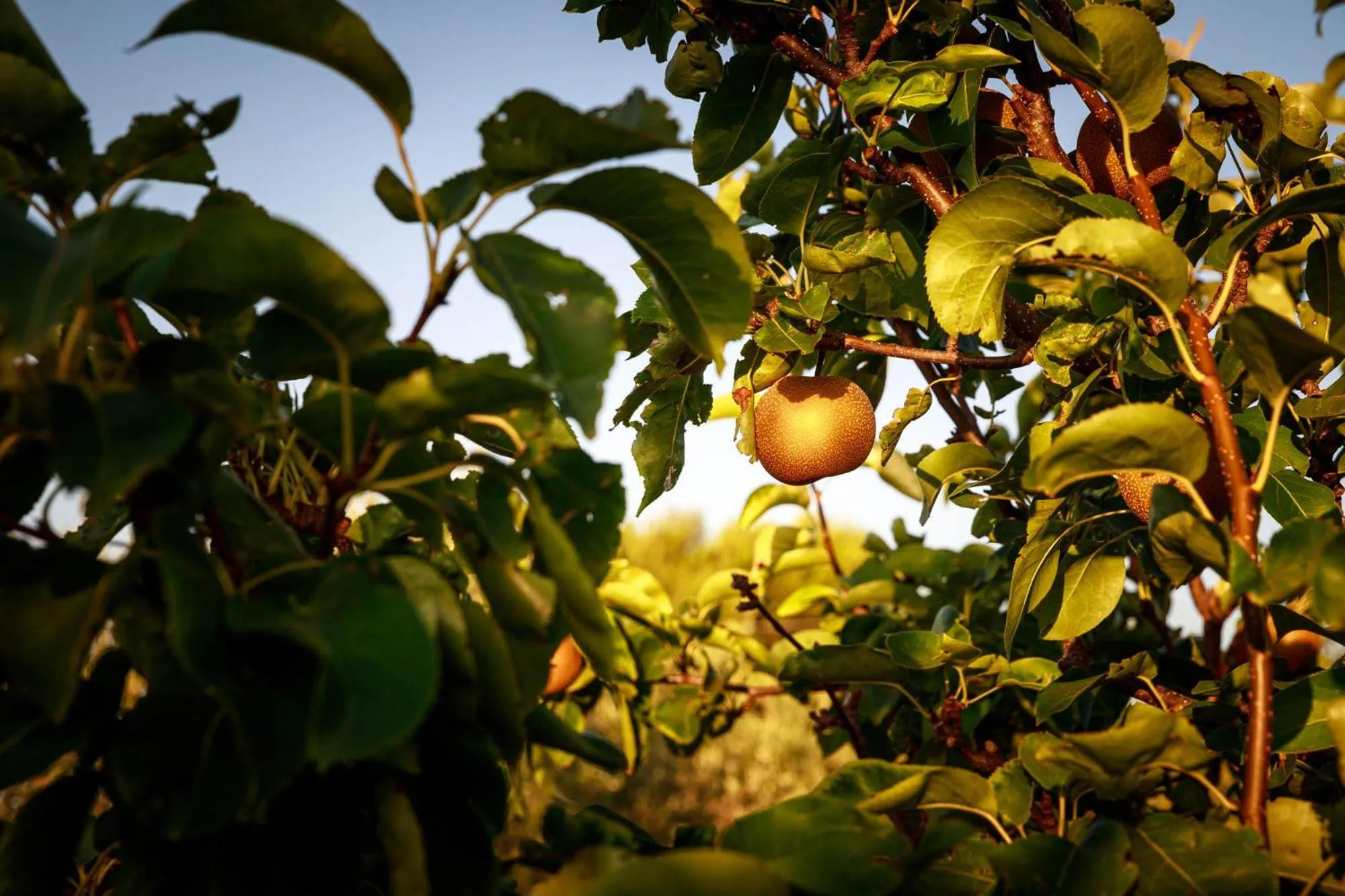 Garden in B&B Mandorla Amara