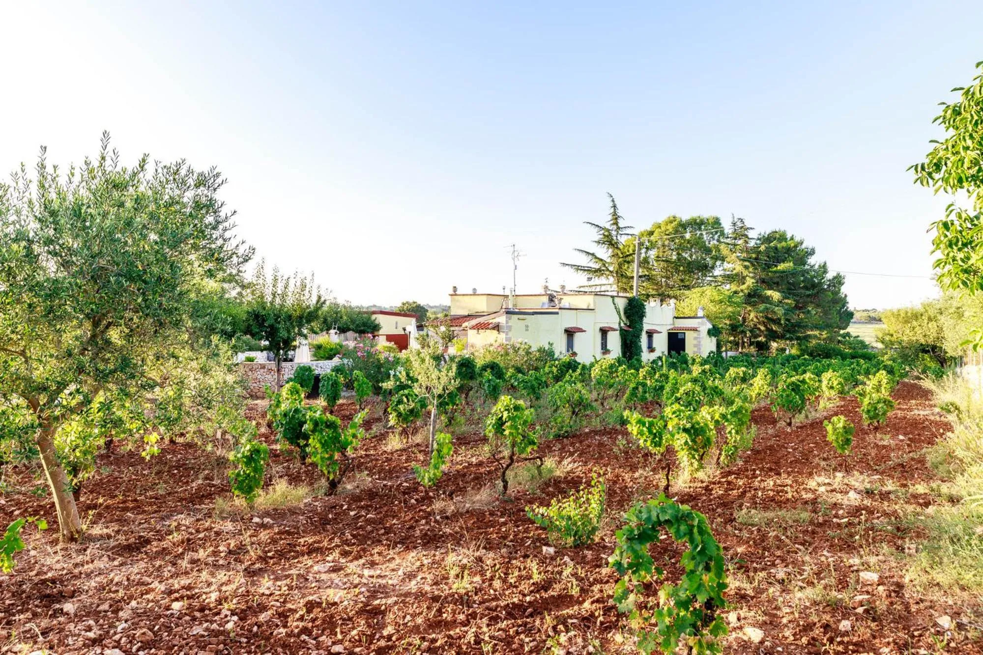 Garden in B&B Mandorla Amara