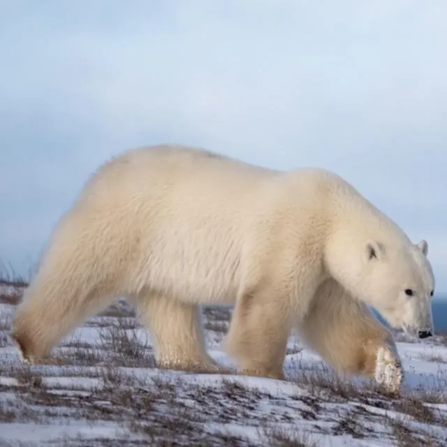 Bears Den Guest House