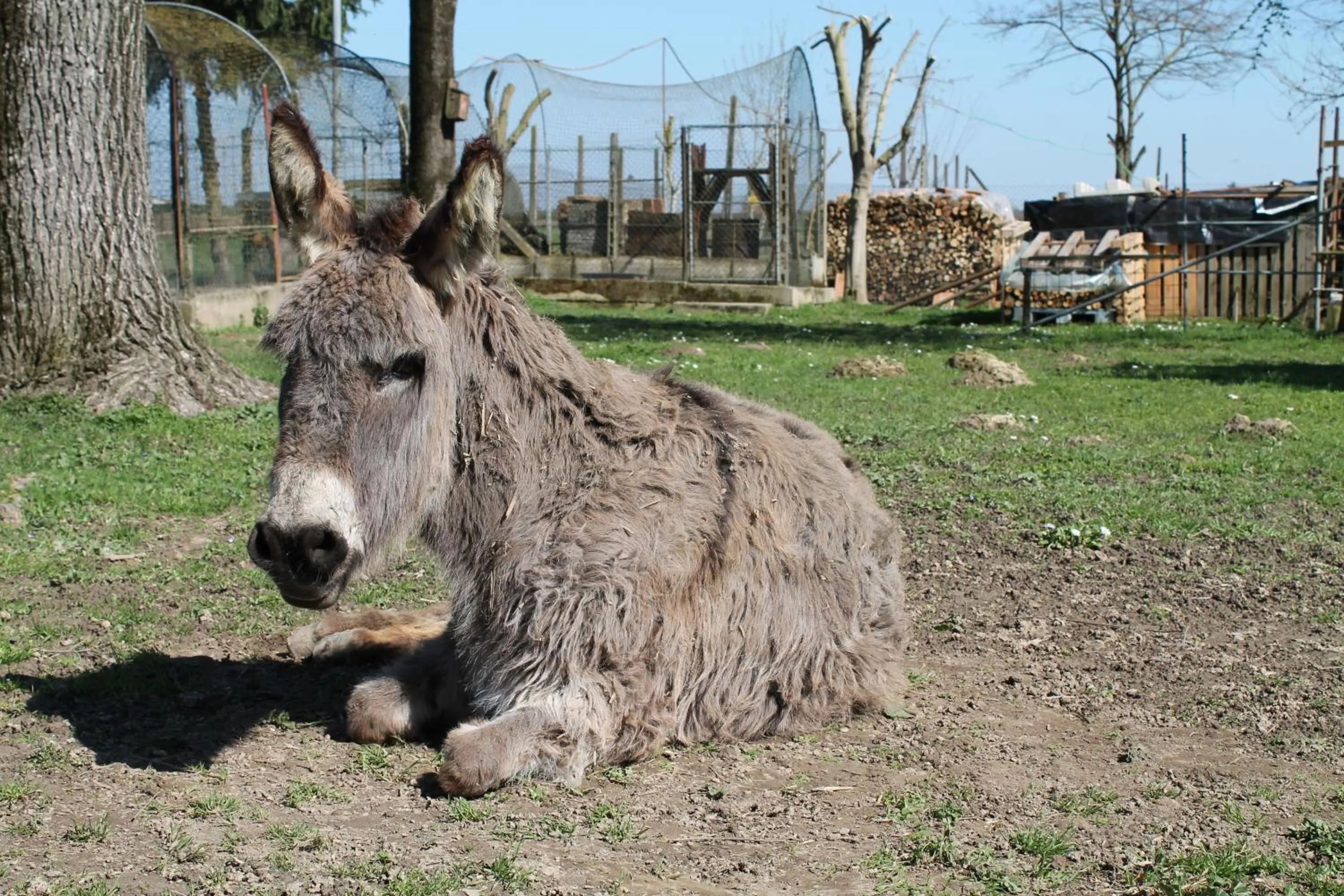 Animals in Agriturismo Le Clementine