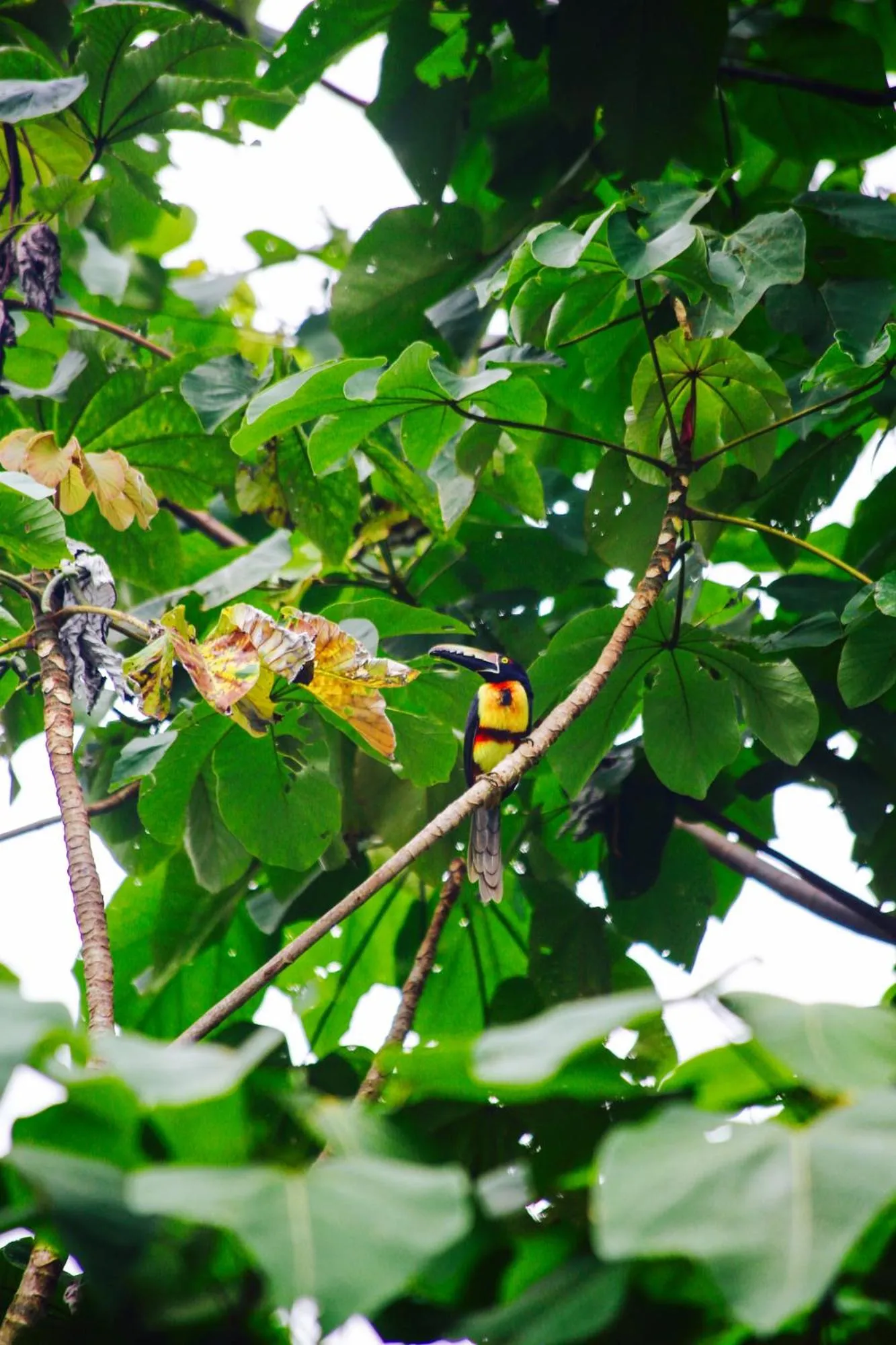 Animals in Jungle Lodge at Wild Sun Rescue Center