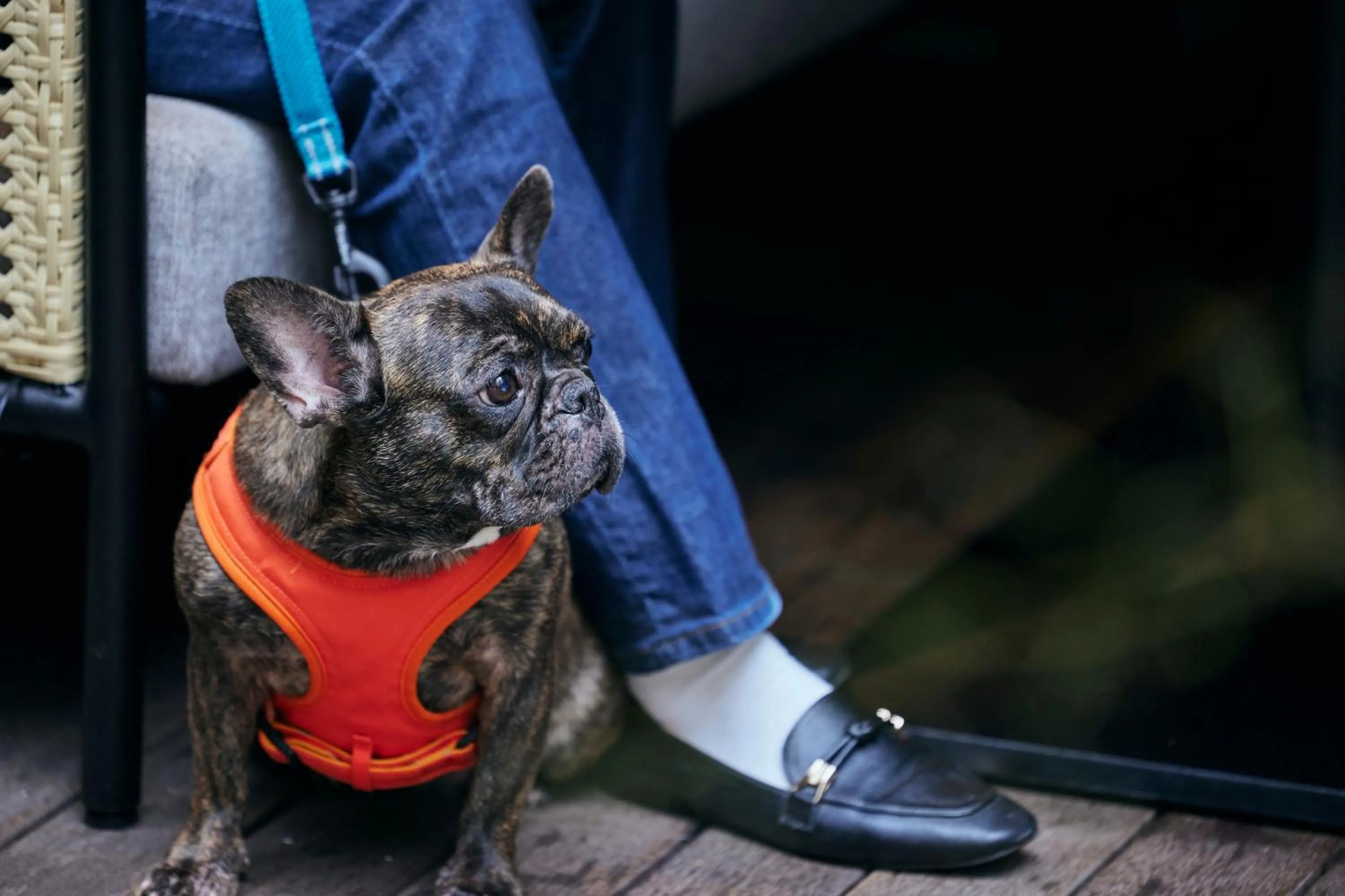 Pets in NOHGA HOTEL AKIHABARA TOKYO