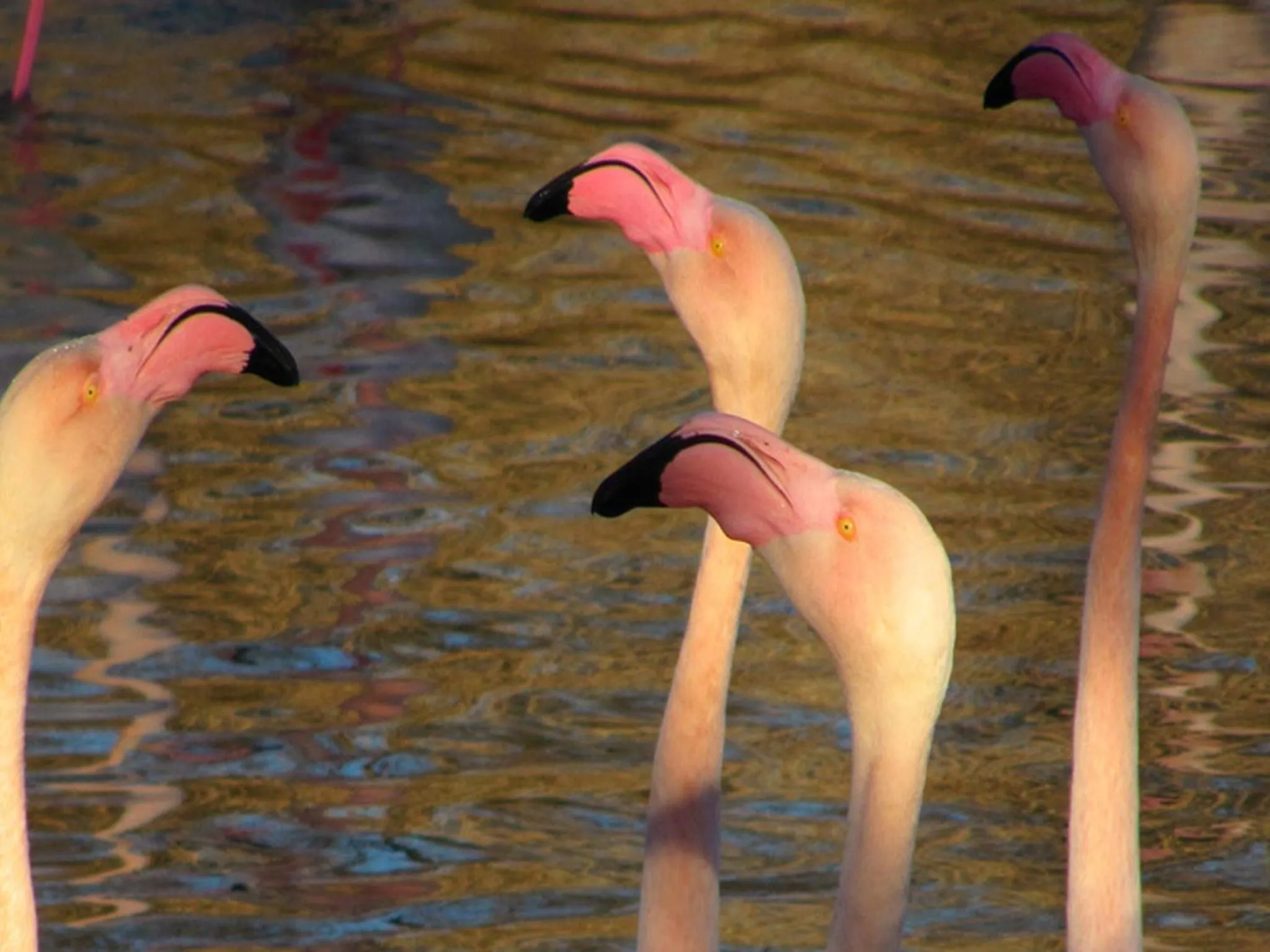 Other in Du Côté Des Olivades