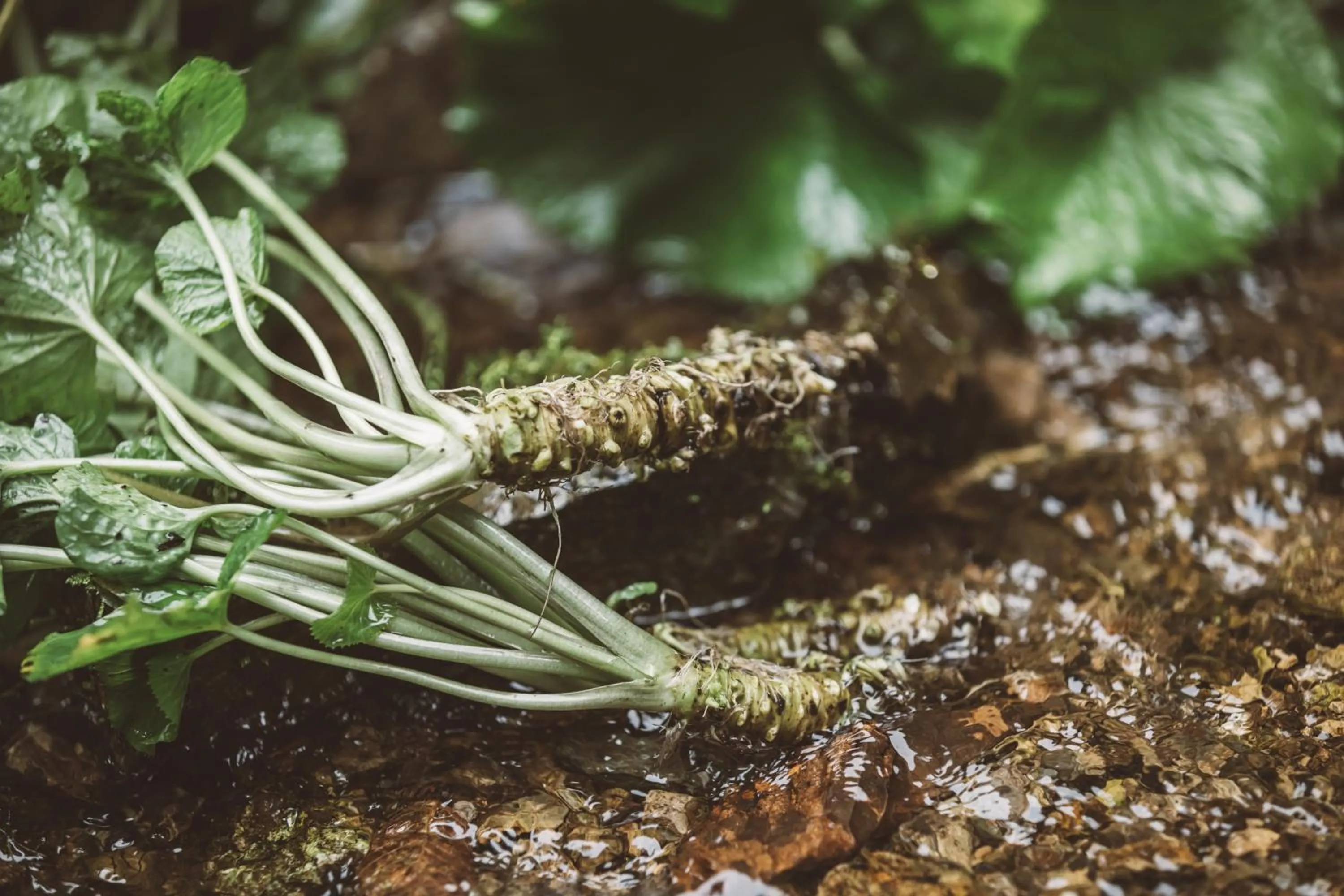 Food and drinks in NIPPONIA Kosuge Village