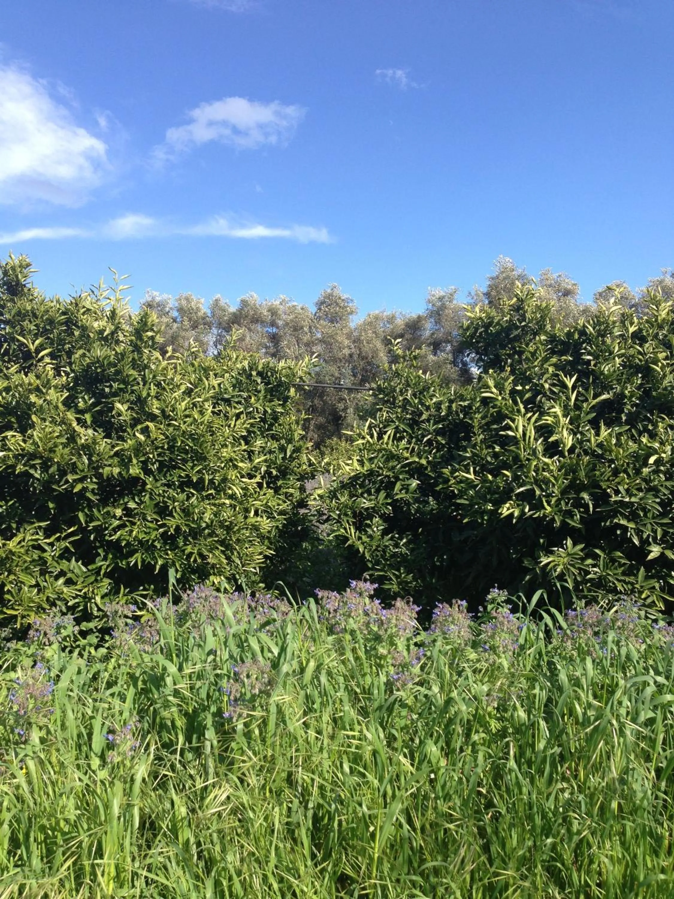 Spring in Casa Solares