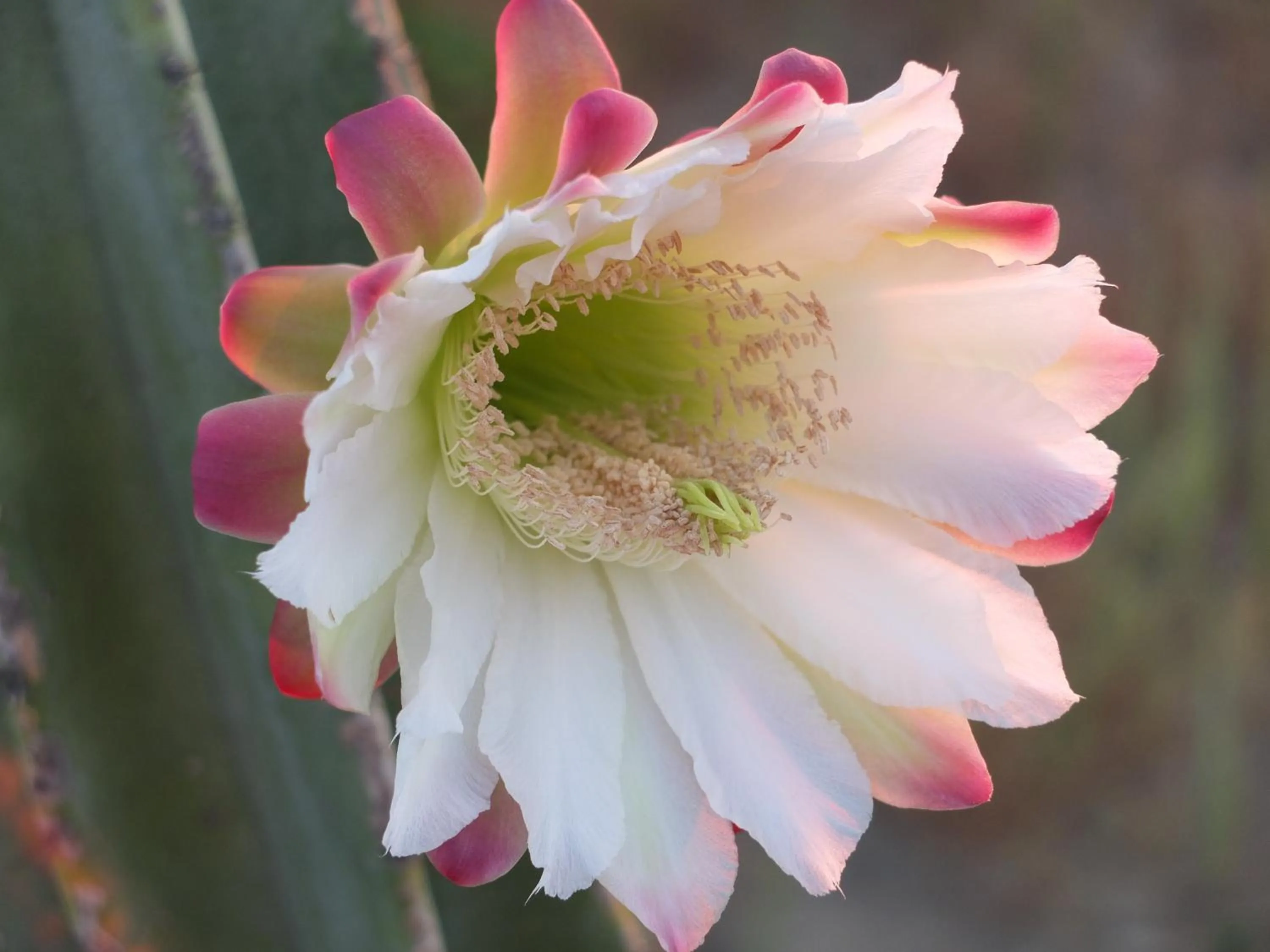 Nearby landmark in B&B Al Salvatore Di Lipari