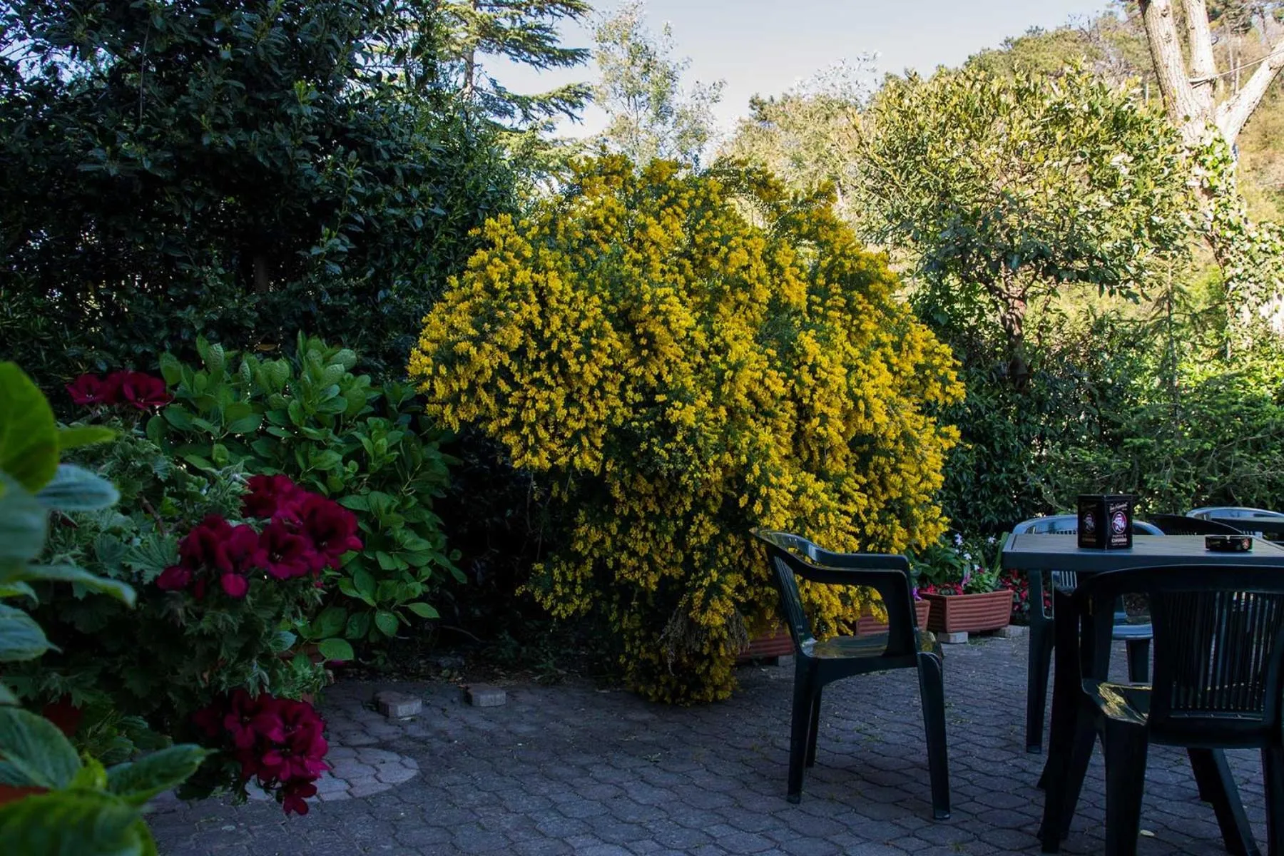 Garden in Hotel Silvia Framura - Cinque Terre