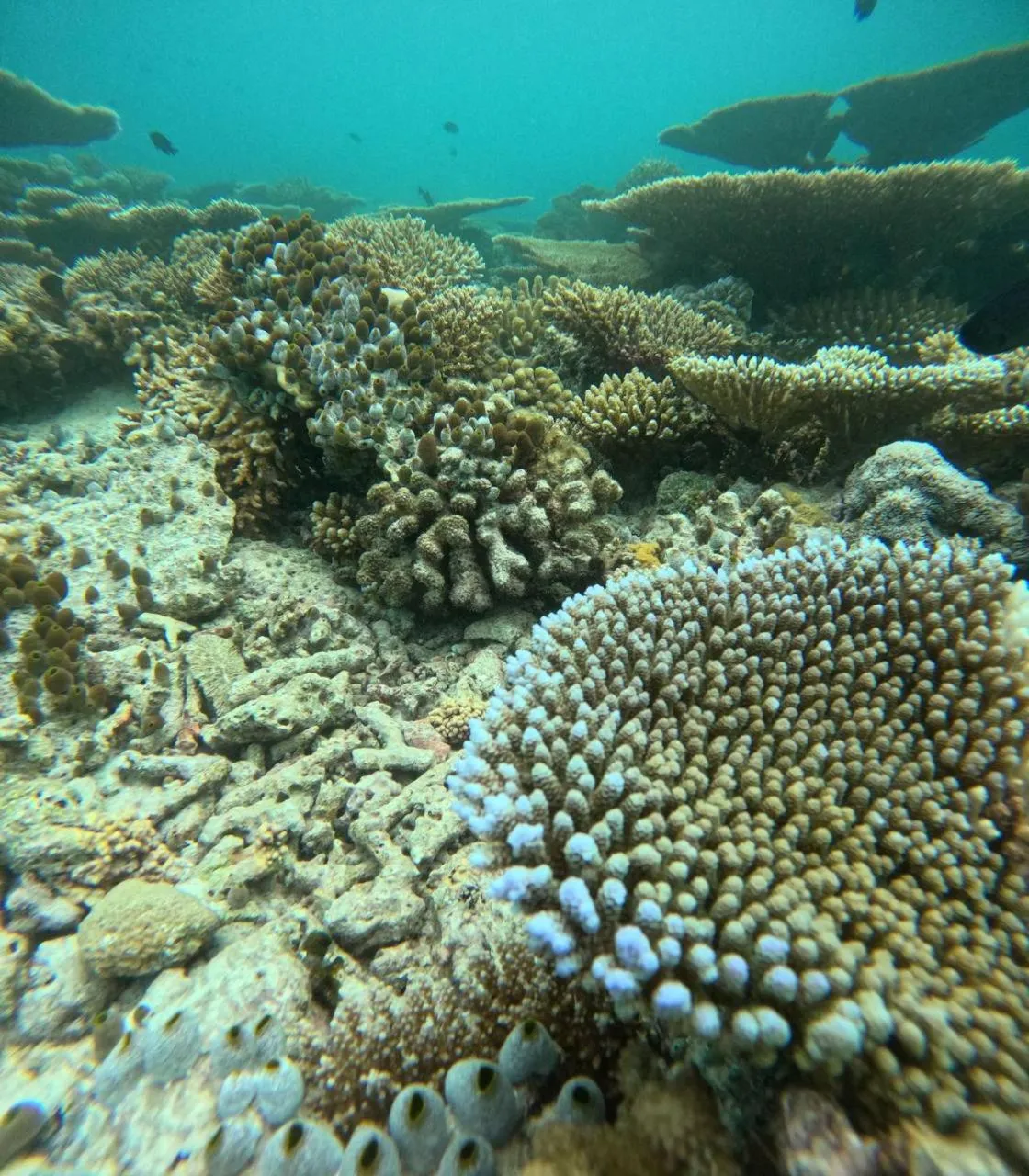 Snorkeling in Nirili Villa