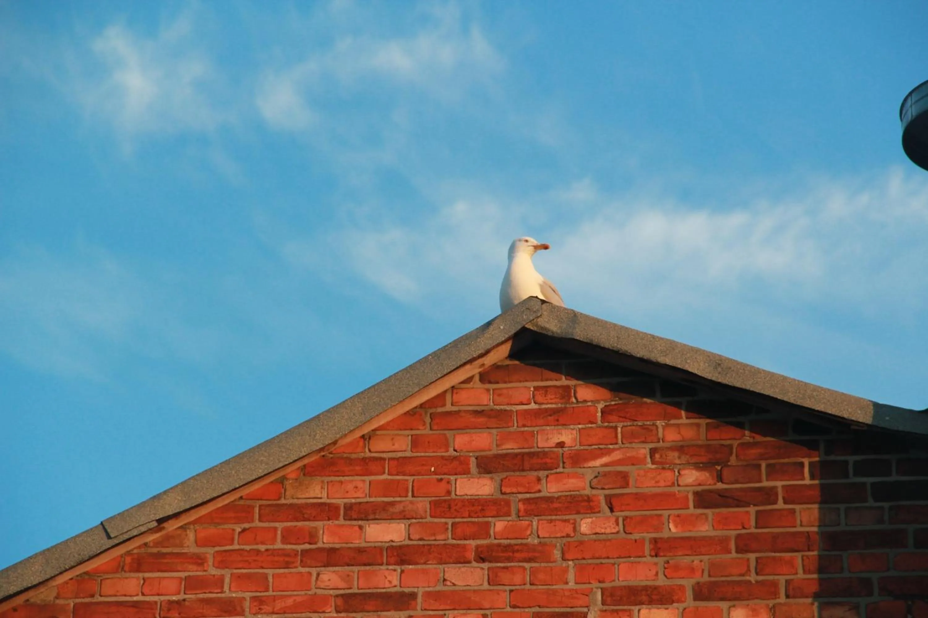 Animals in Hotel Lili Marleen