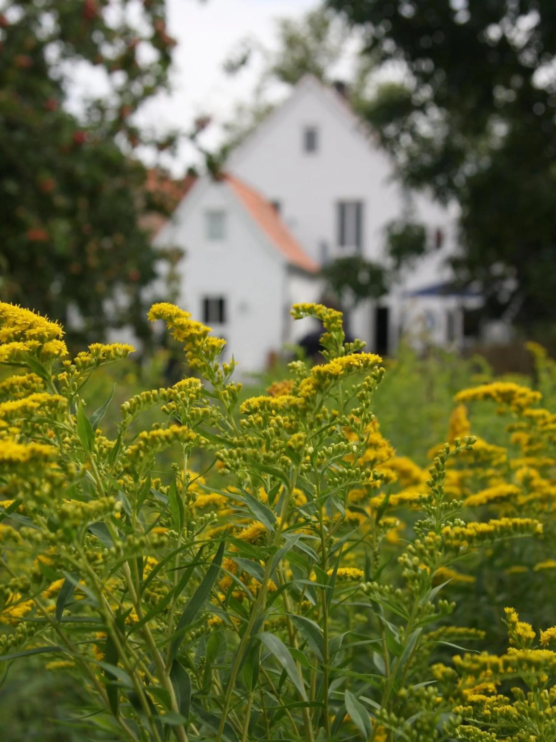 Garden in Hotel Lili Marleen