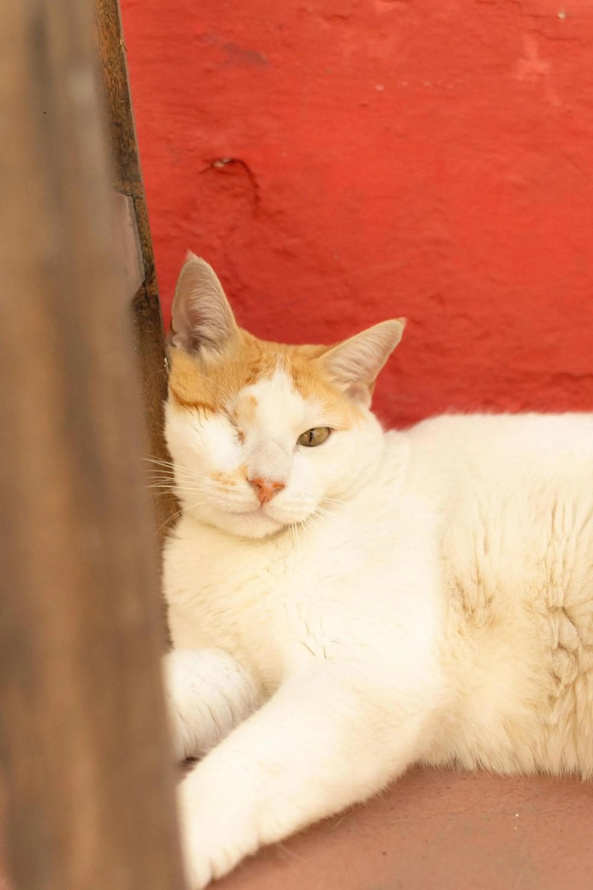 Zili Pernambuco - Hostel Pousada