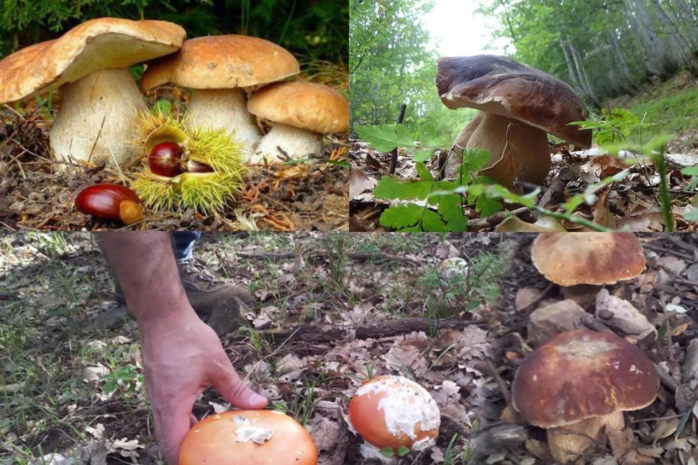 Activities in Le casette di Frà al Bondì