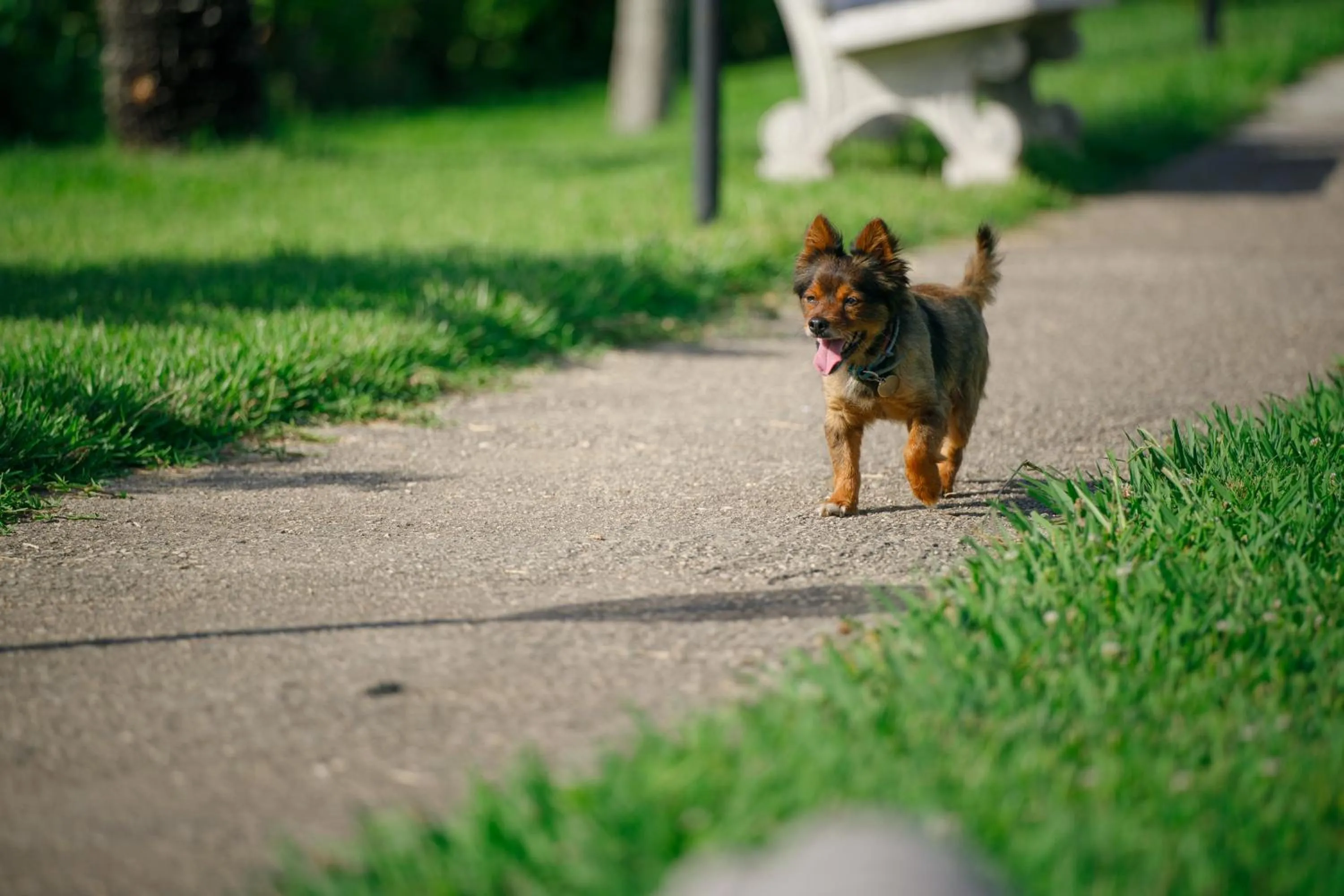 pet friendly in Villa Maredona