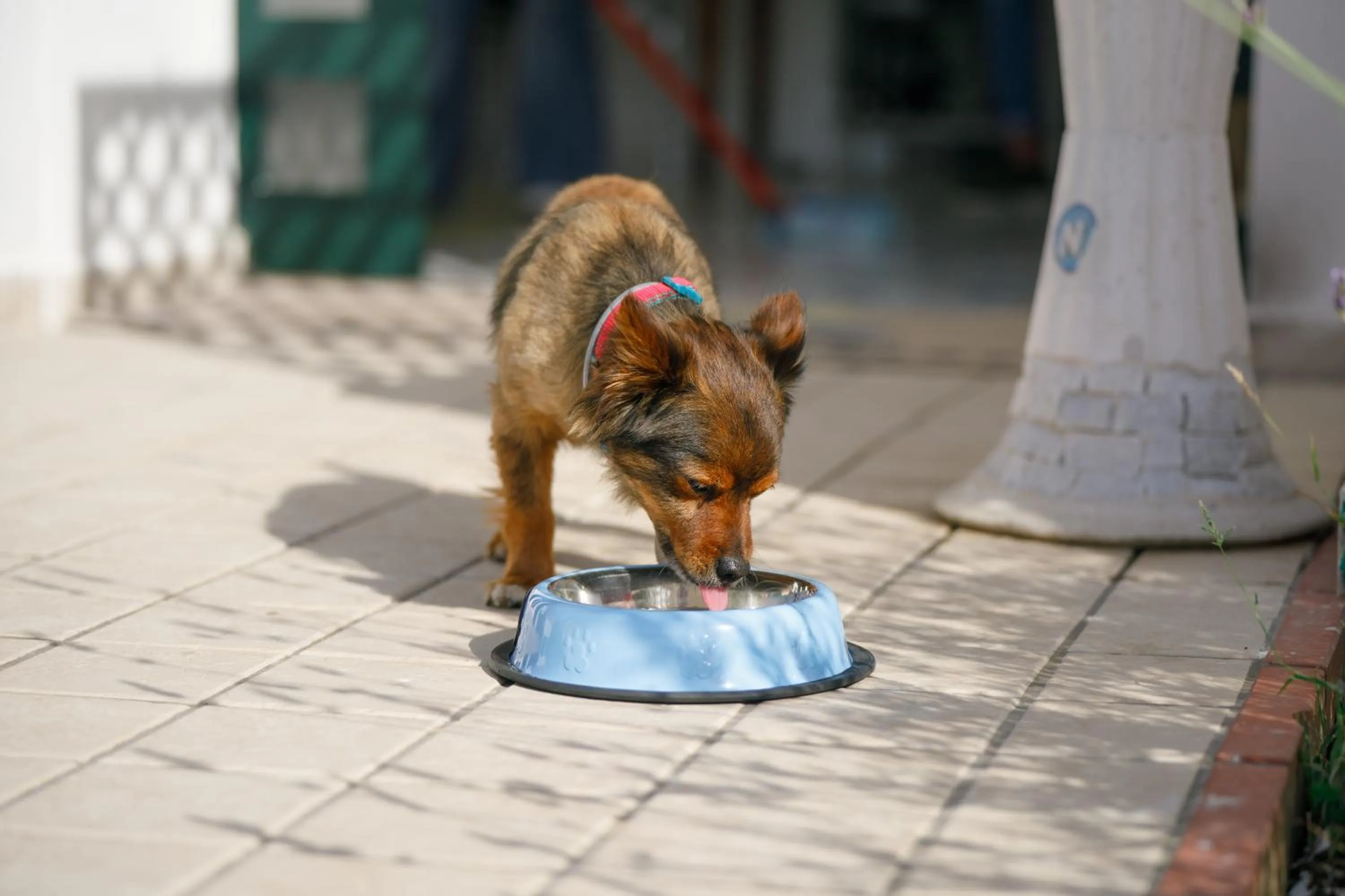 pet friendly in Villa Maredona