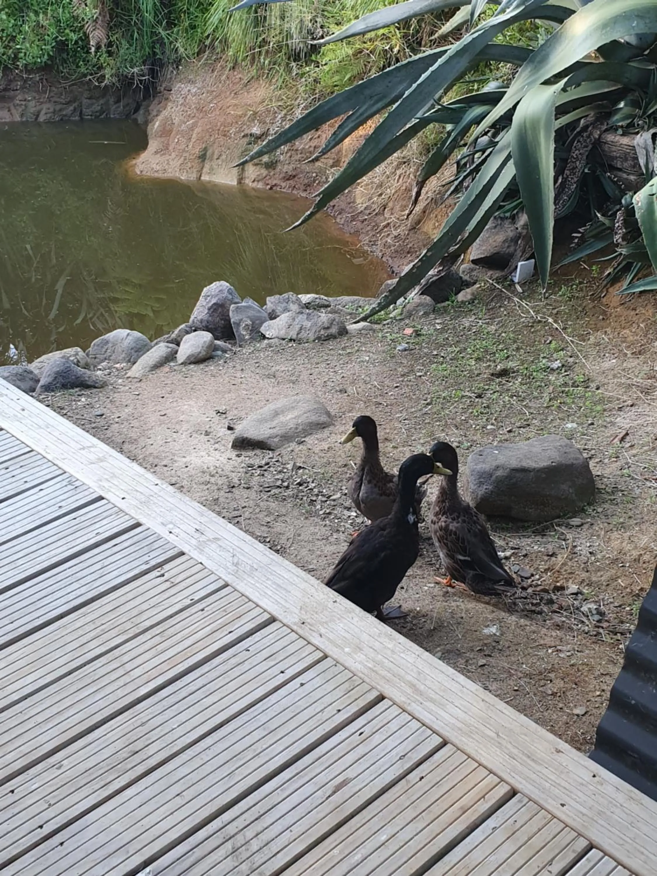 Animals in Koromatua Homestead