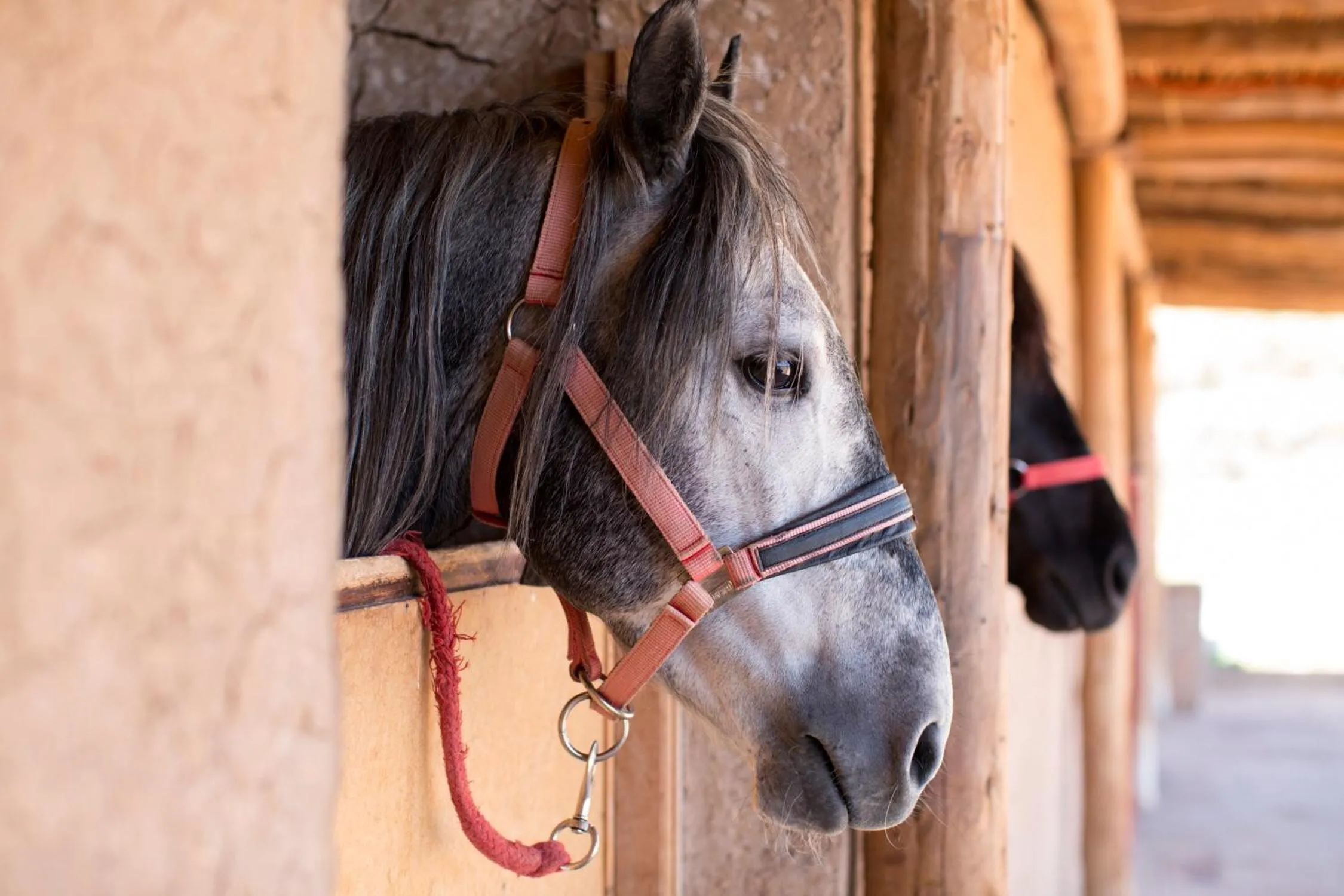 Pets in Le Palais Paysan