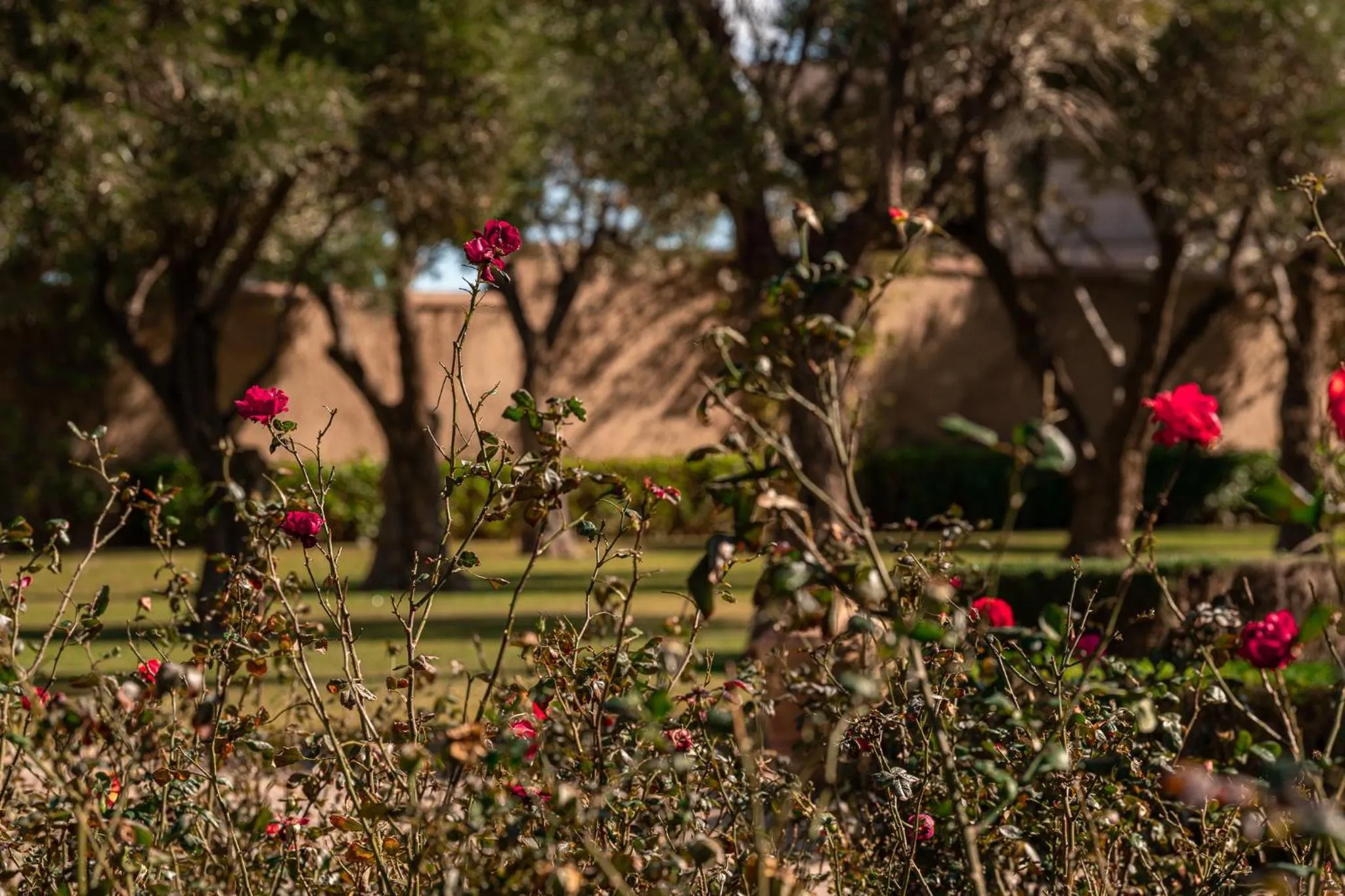 Spring in Le Palais Paysan