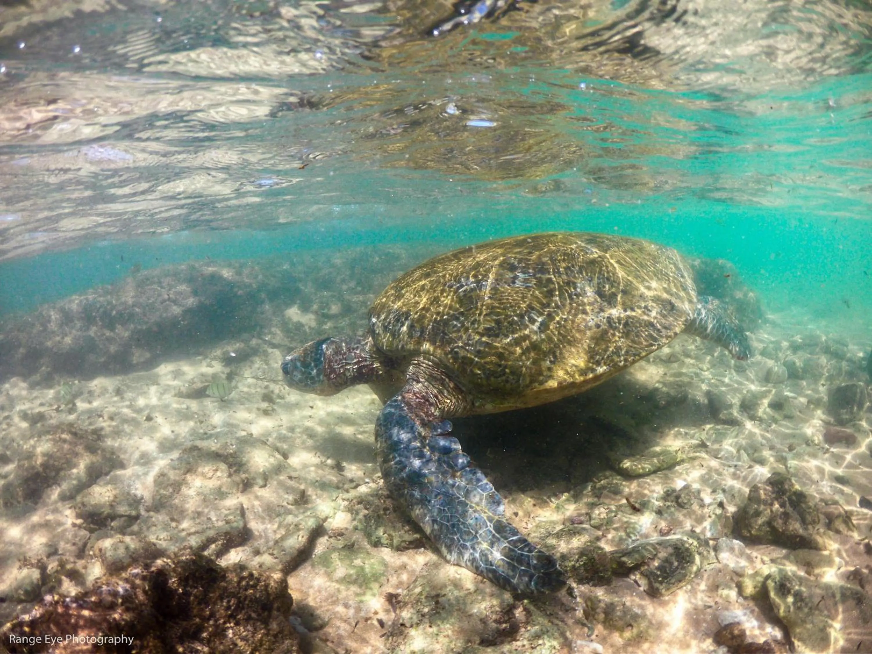 Animals in International Beach Hotel & Restaurant