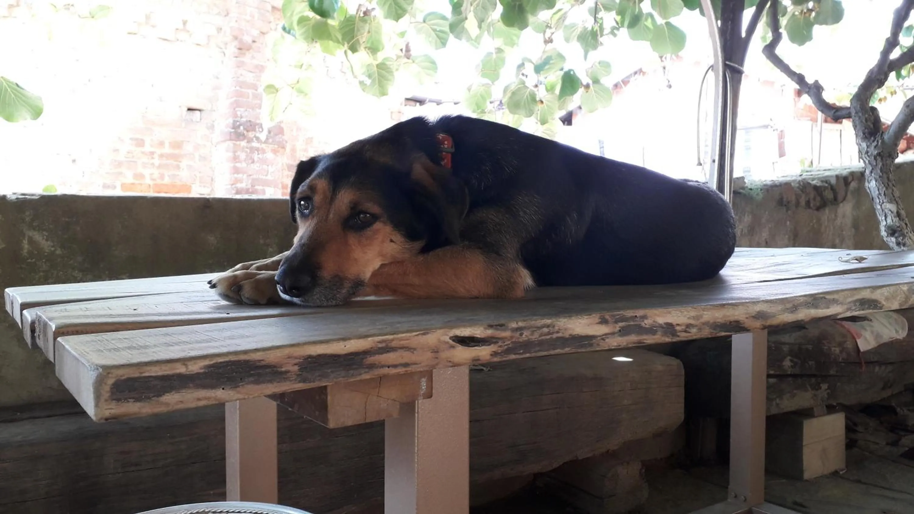 Animals in PocoBurro Ca' d'arte