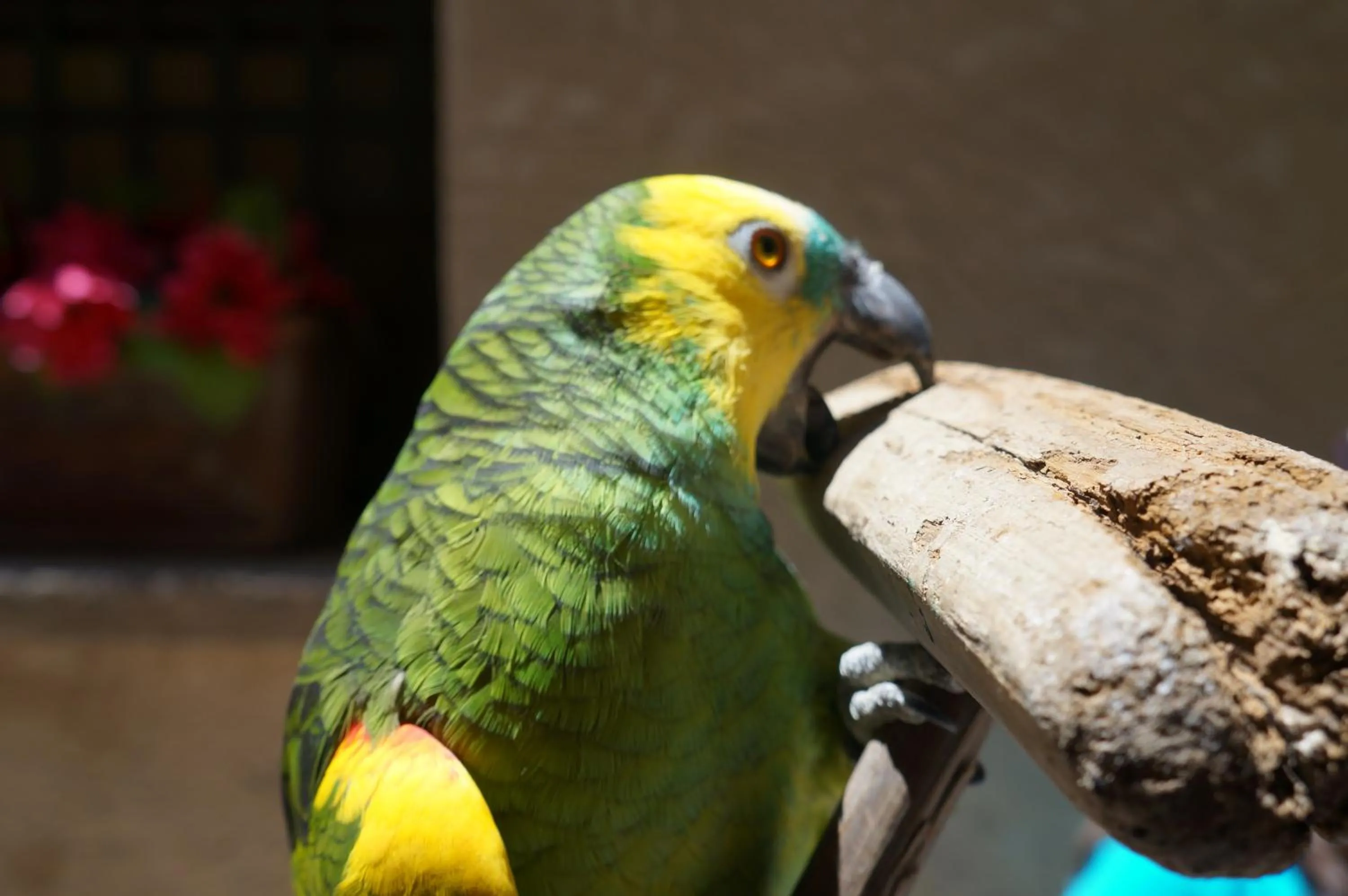 Pets in Donnaciccina Accomodation