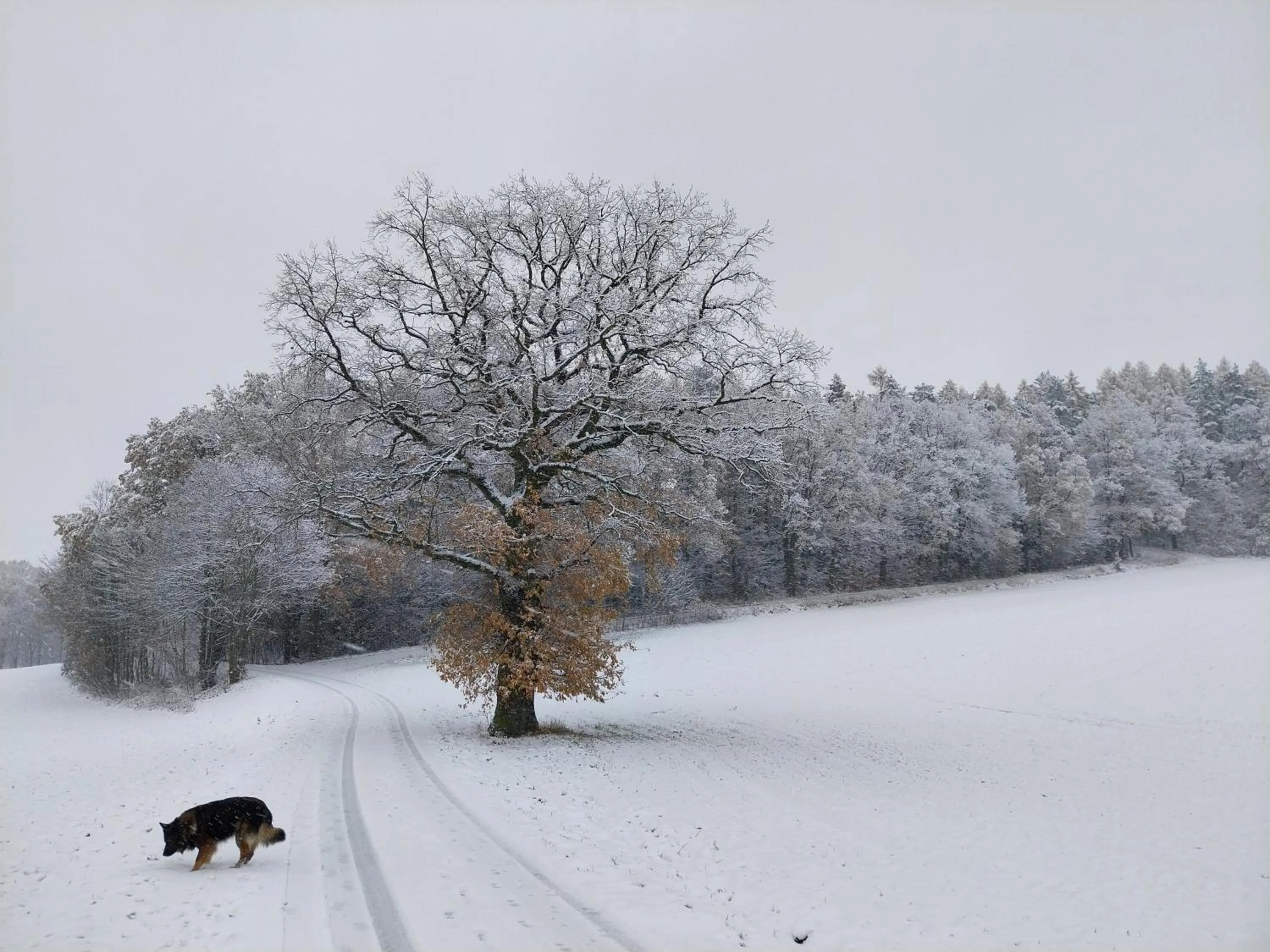 Natural landscape in Landhotel Waldschlößchen mit Gaststube