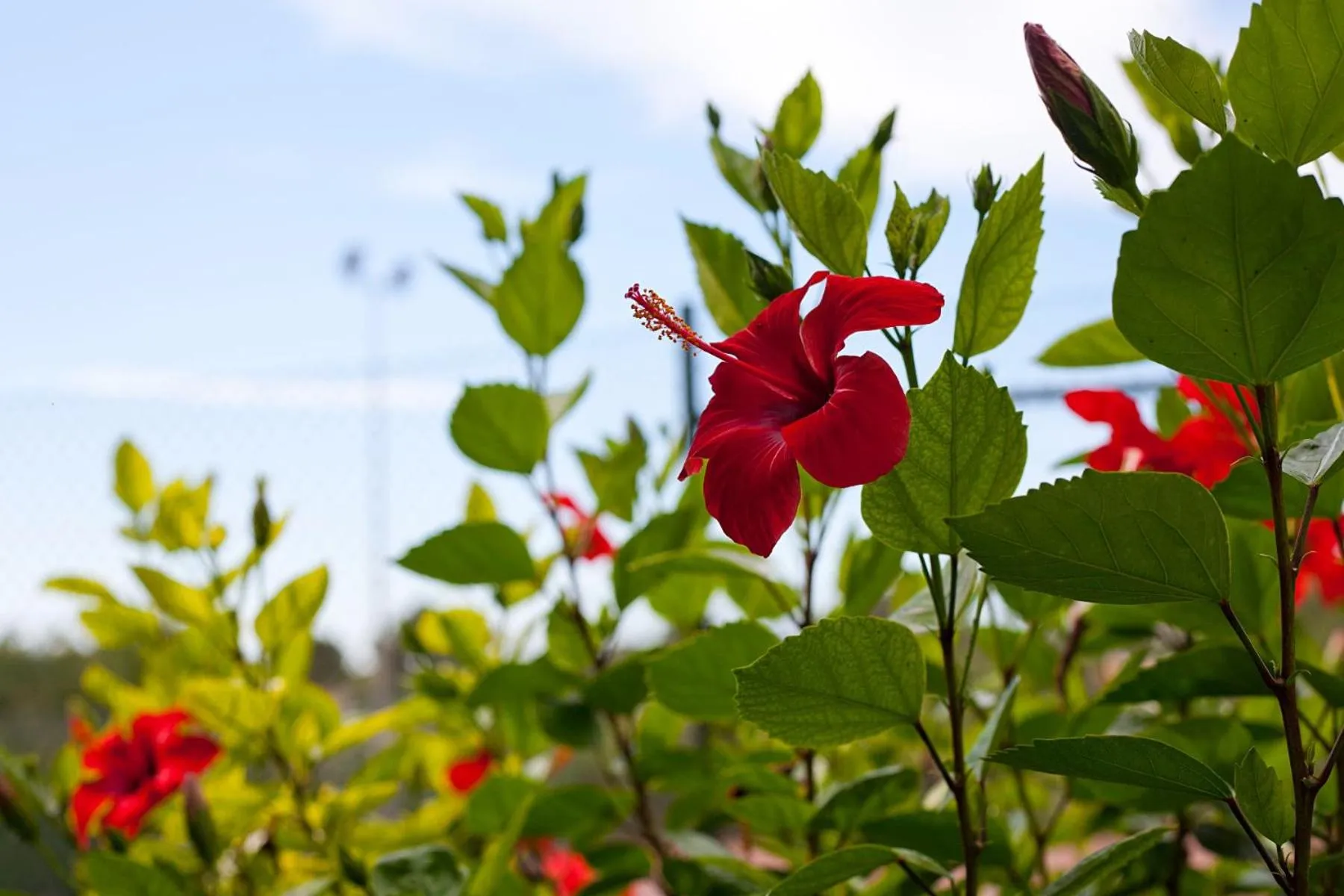 Garden in Apartamentos Cala Murada Tennis