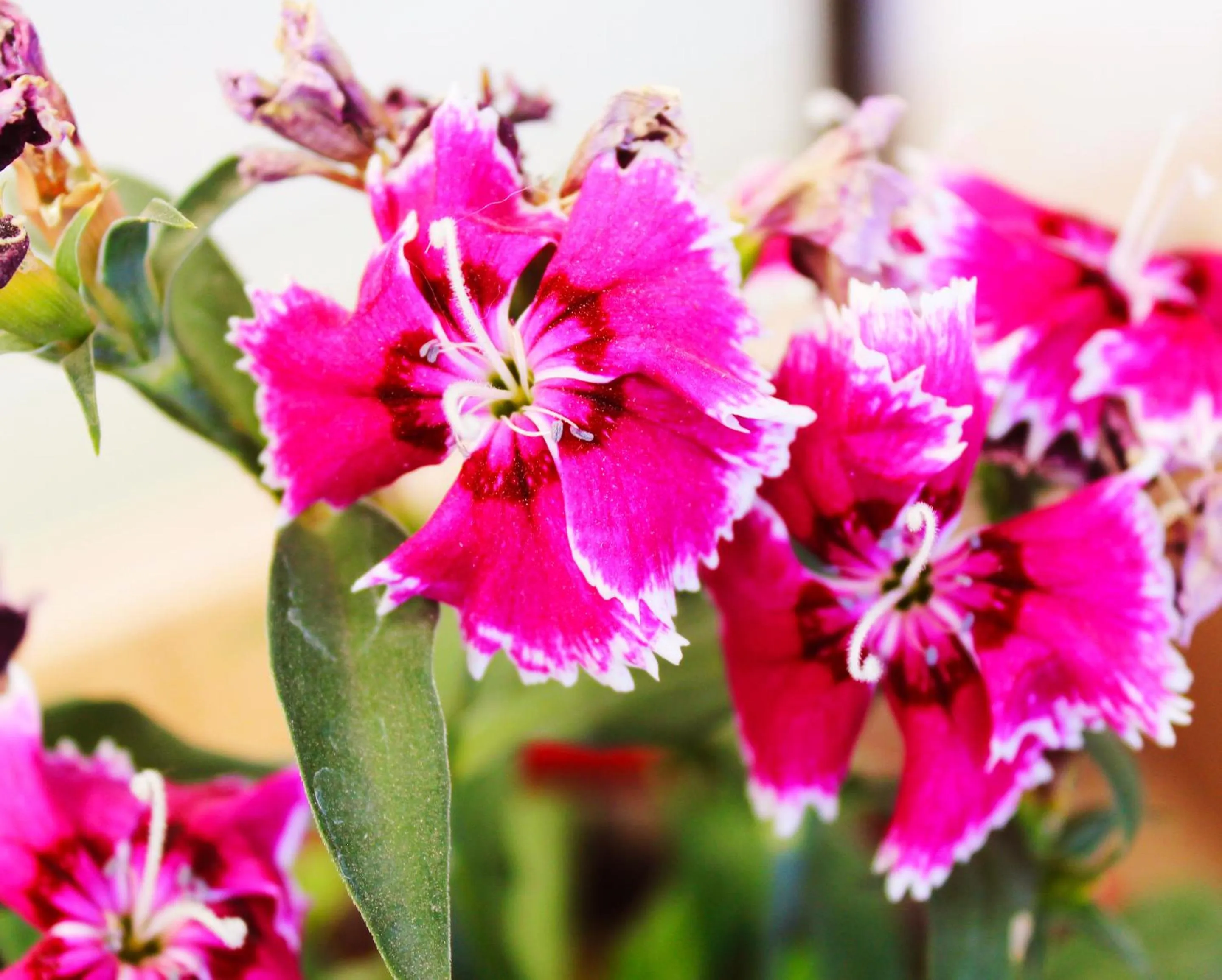 Balcony/Terrace in Hotel La Casa de Irma