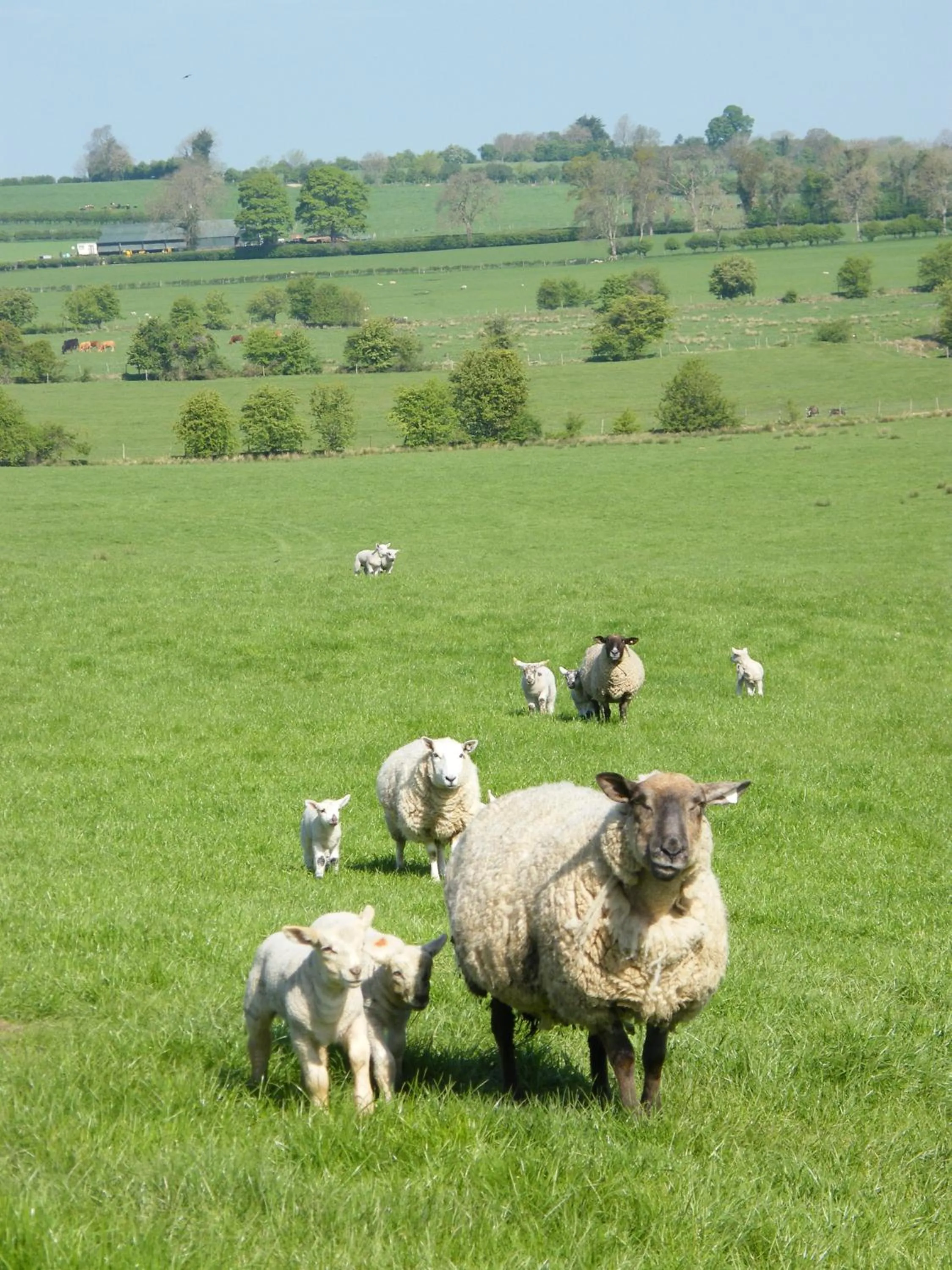 Animals in Riverfield Bed and Breakfast