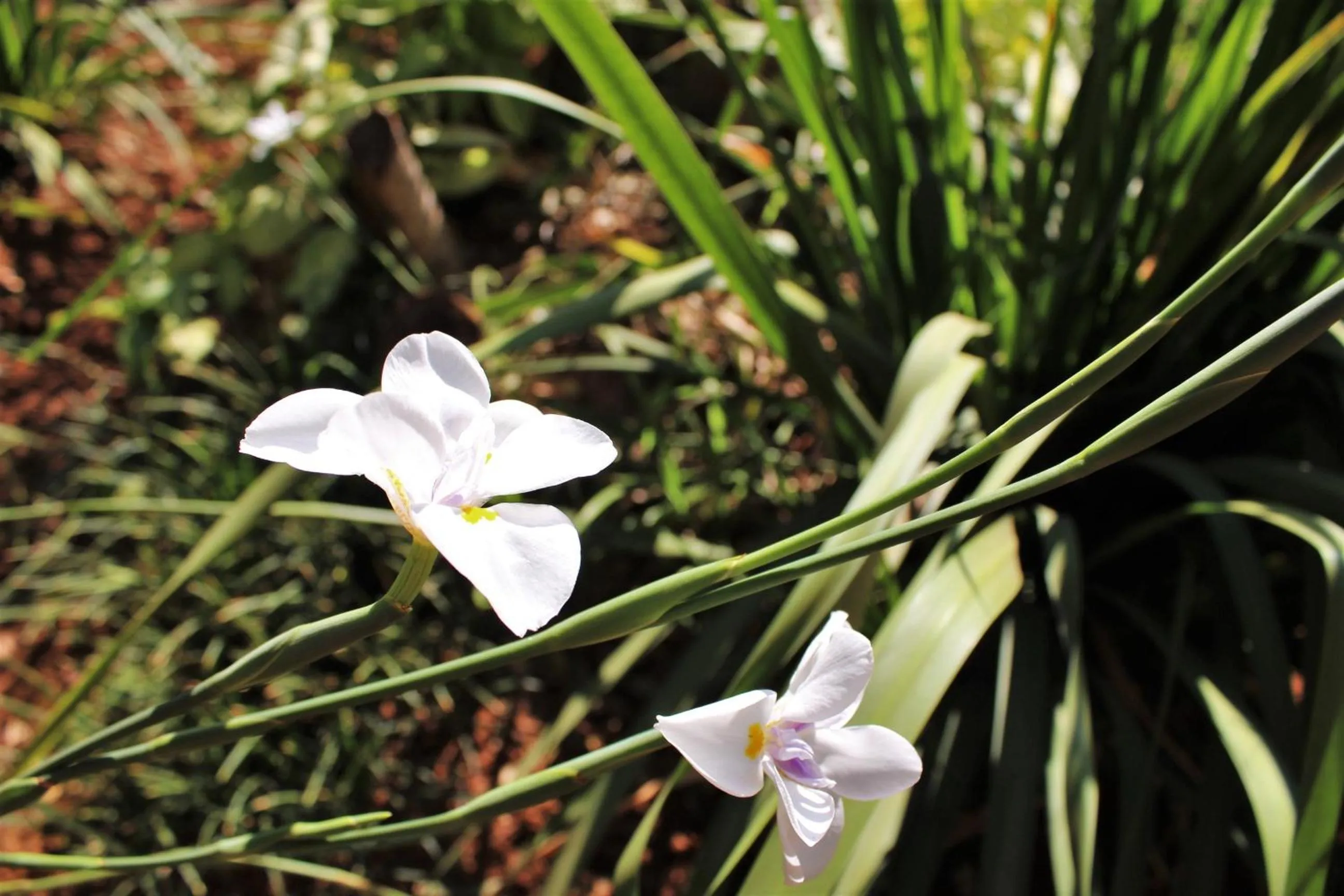 Garden in Ngwenya Boutique Hotel