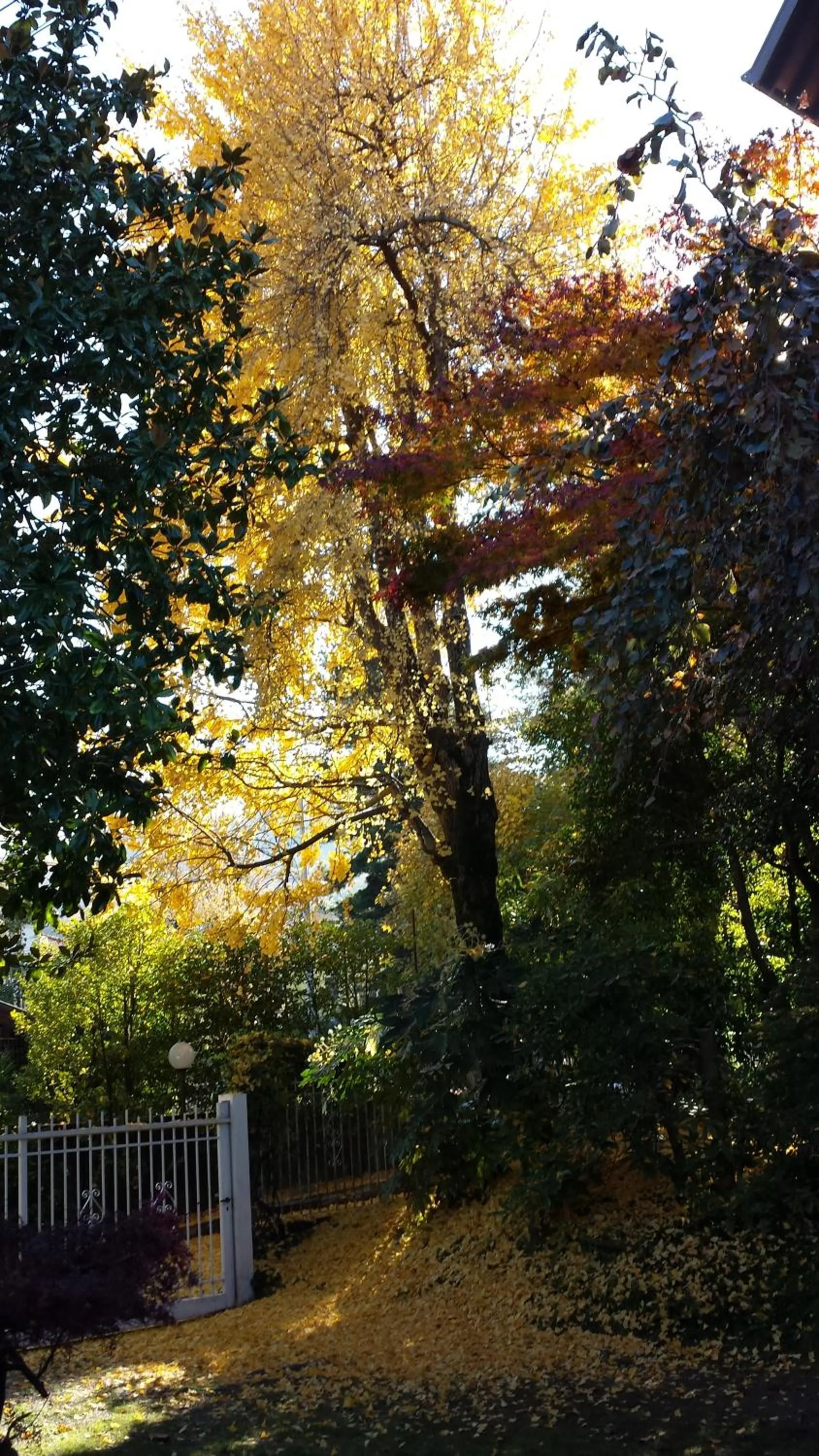 Bed & Breakfast Gli Oleandri