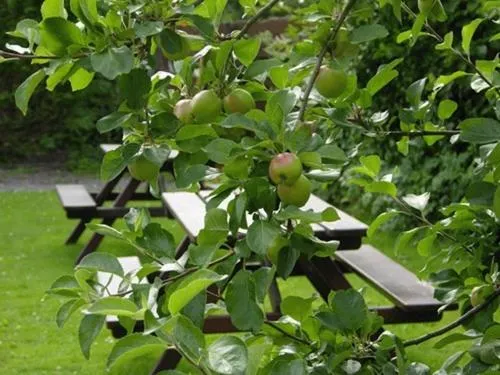 View (from property/room) in Coorie Inn Restaurant and Rooms