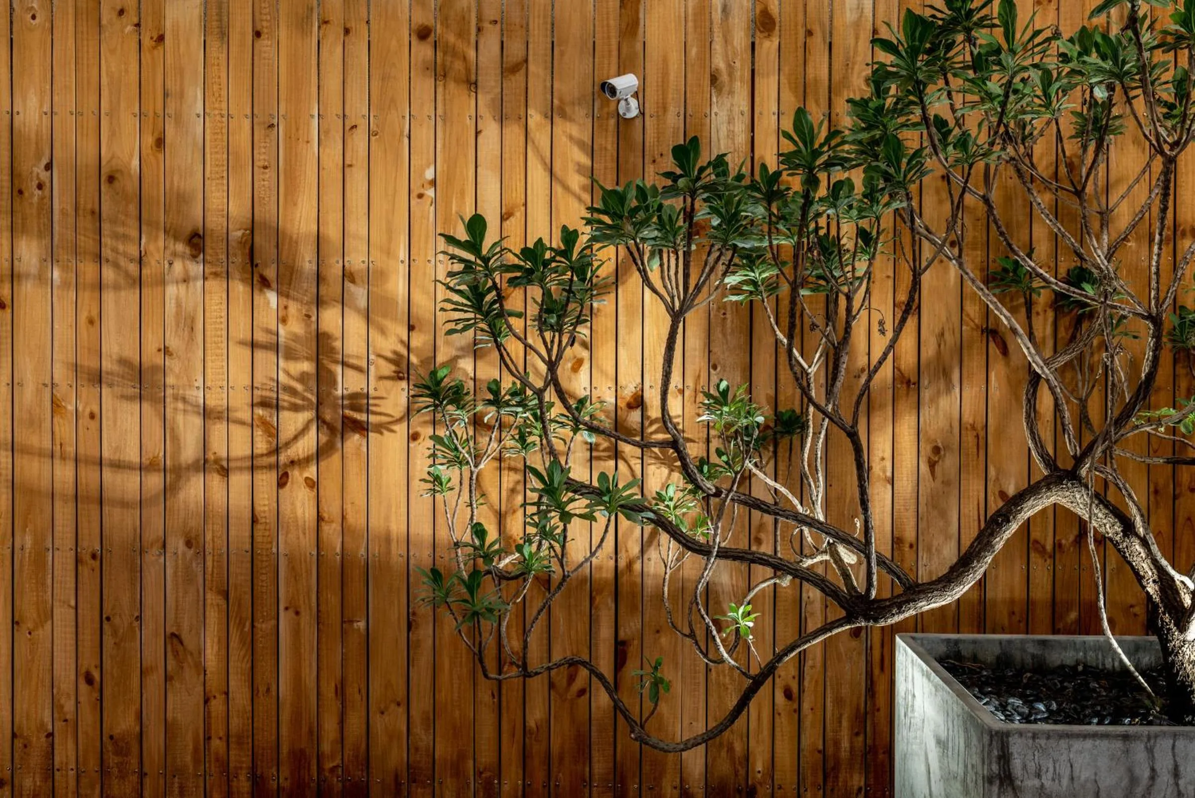 Garden view in SI Hotel