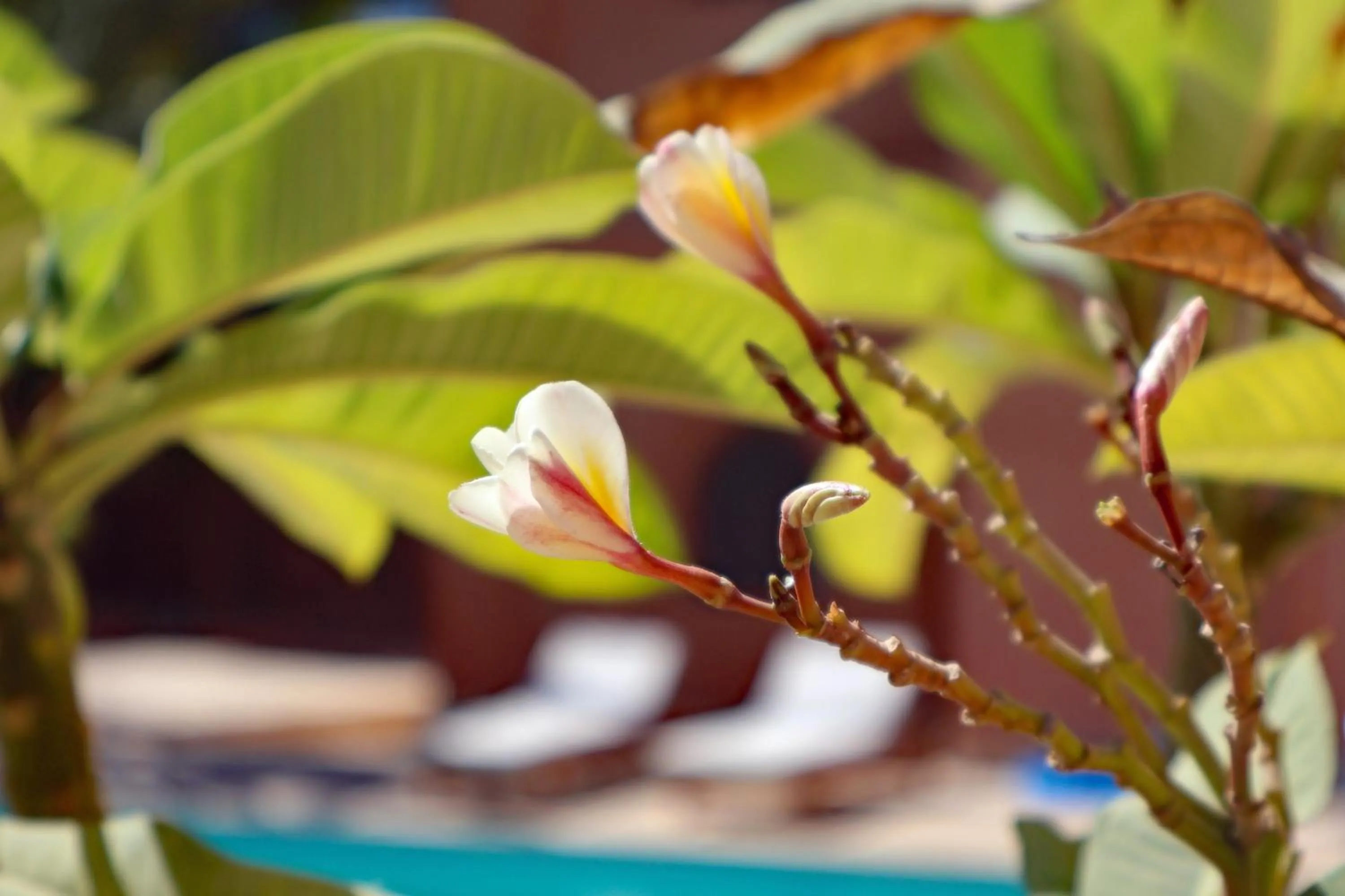 Decorative detail in Malkata House - Boutique hotel and restaurant