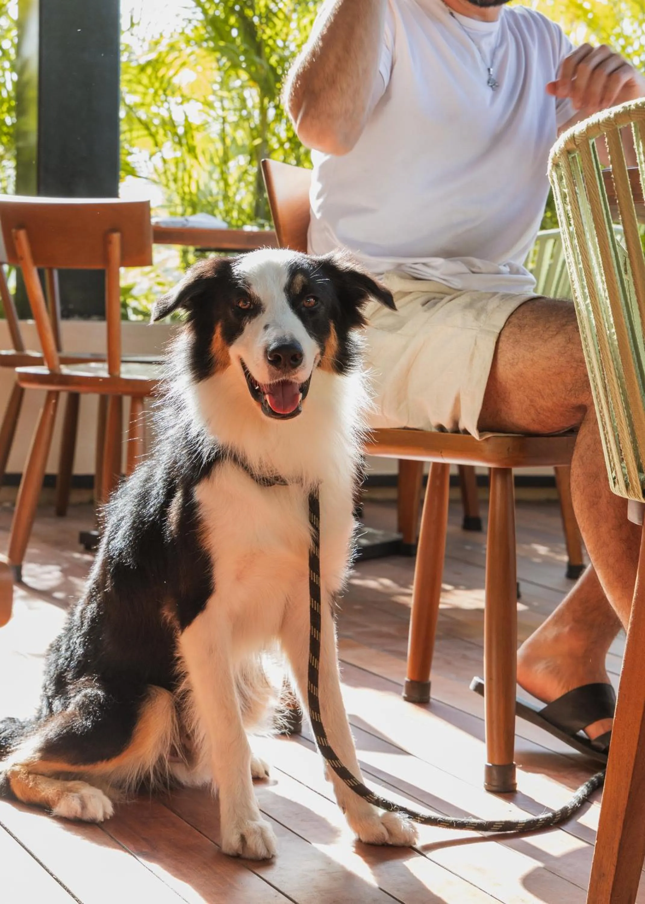 Pets in Las Brisas Merida