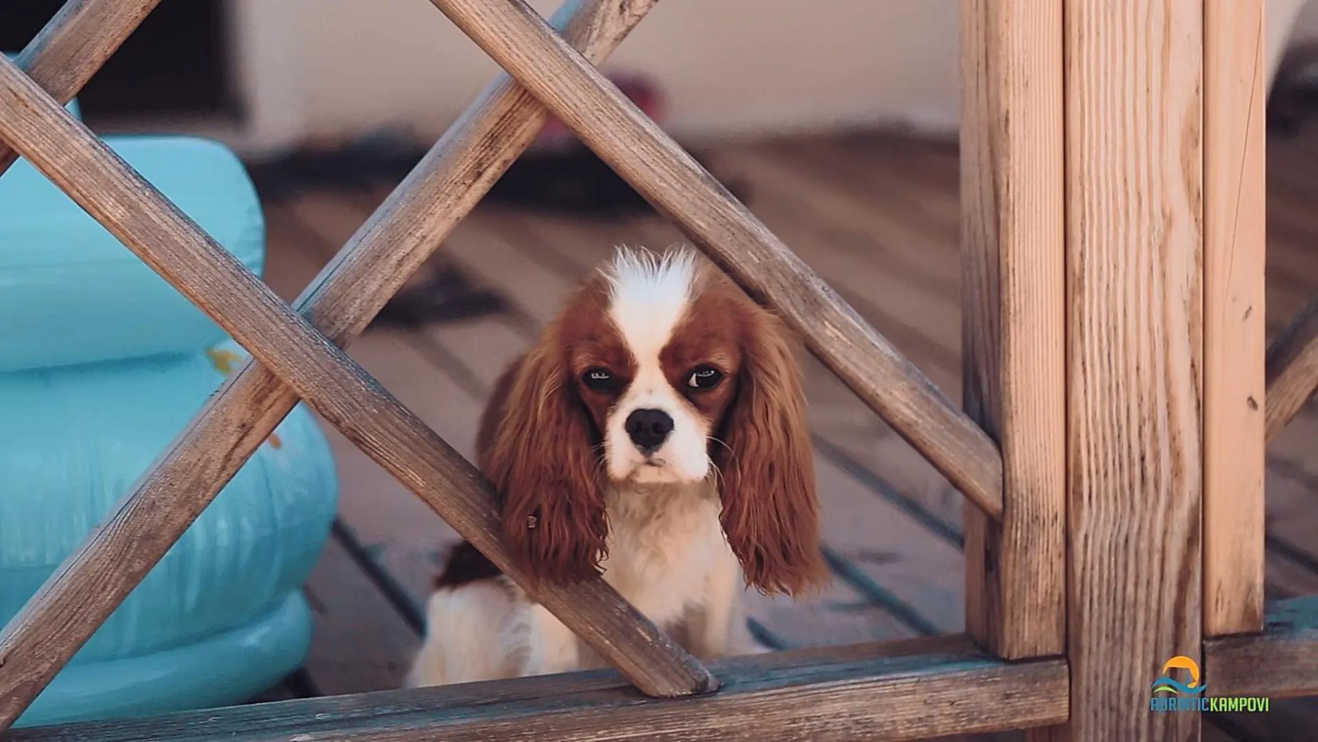 Animals in Mobile Homes Camp Perna - Adriatic Kampovi