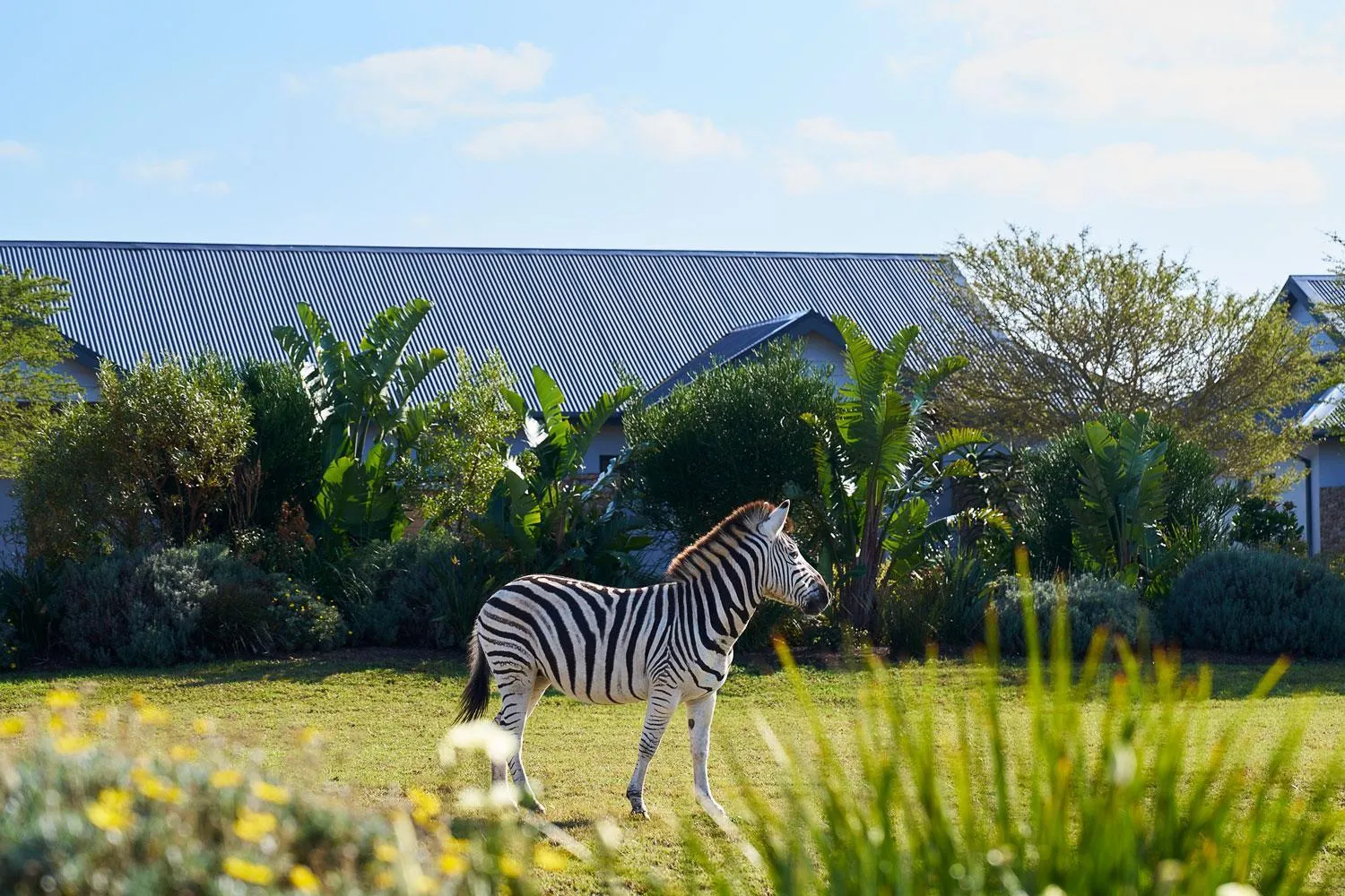 Garden view in Hotel Olivewood