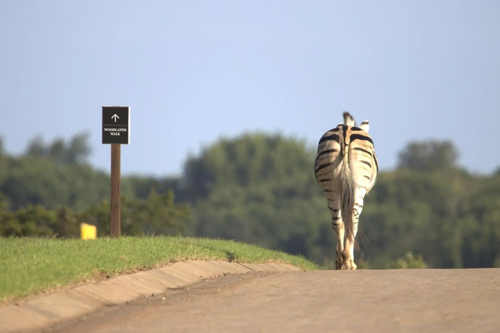 Animals in Hotel Olivewood