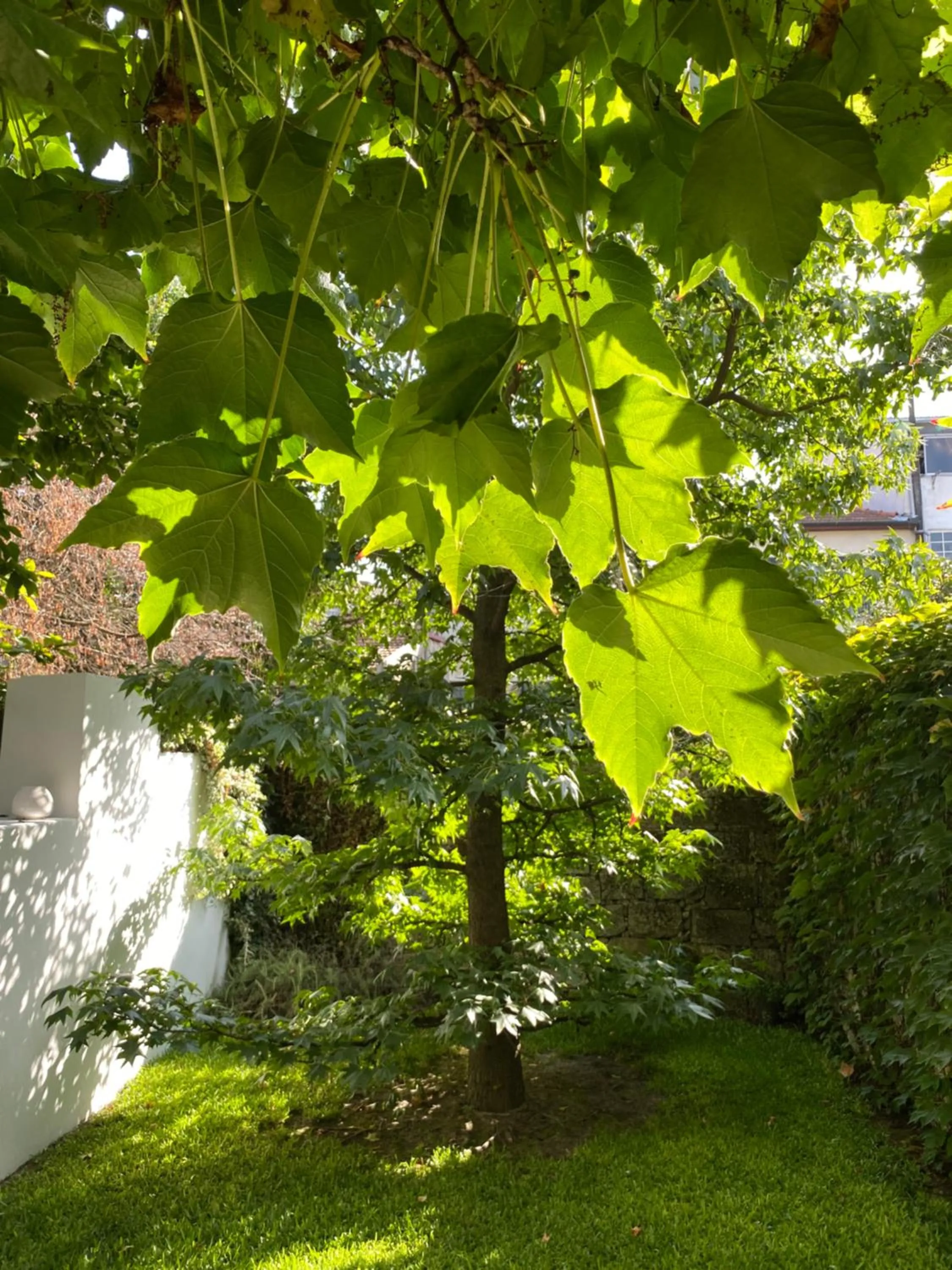Garden in Casa 45 Porto