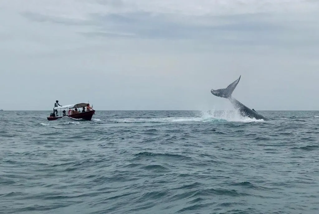 Activities in Mar Y Oro