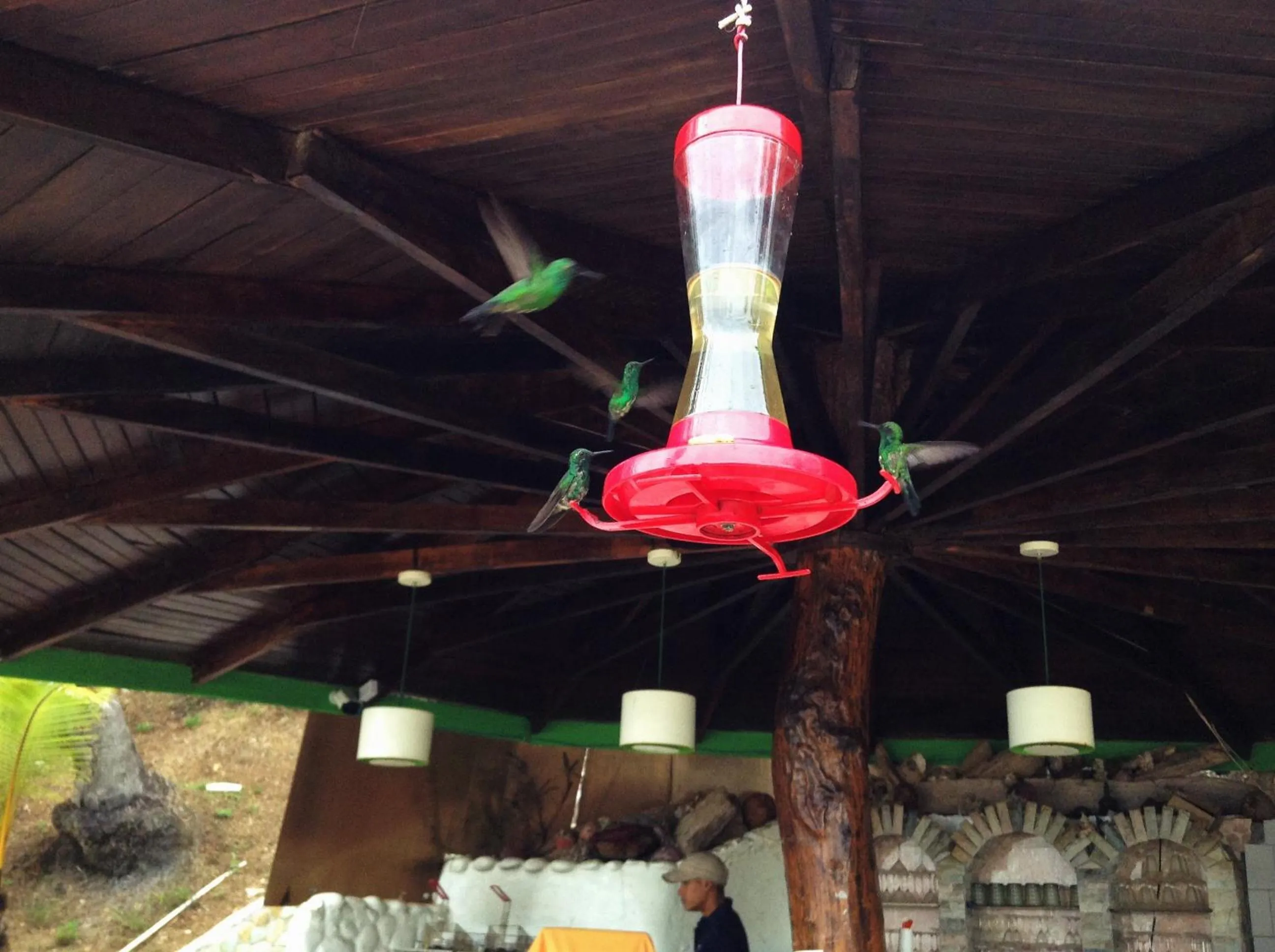 Animals in Mar Y Oro