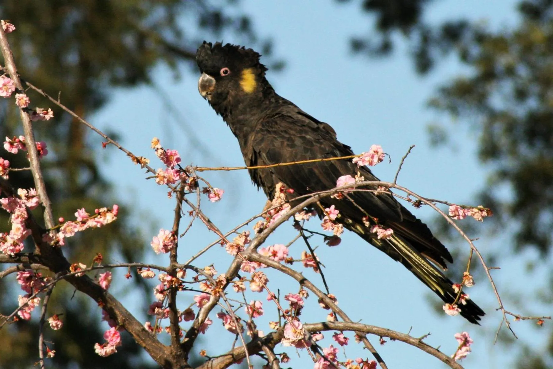 Animals in Lakeview Luxury Retreat