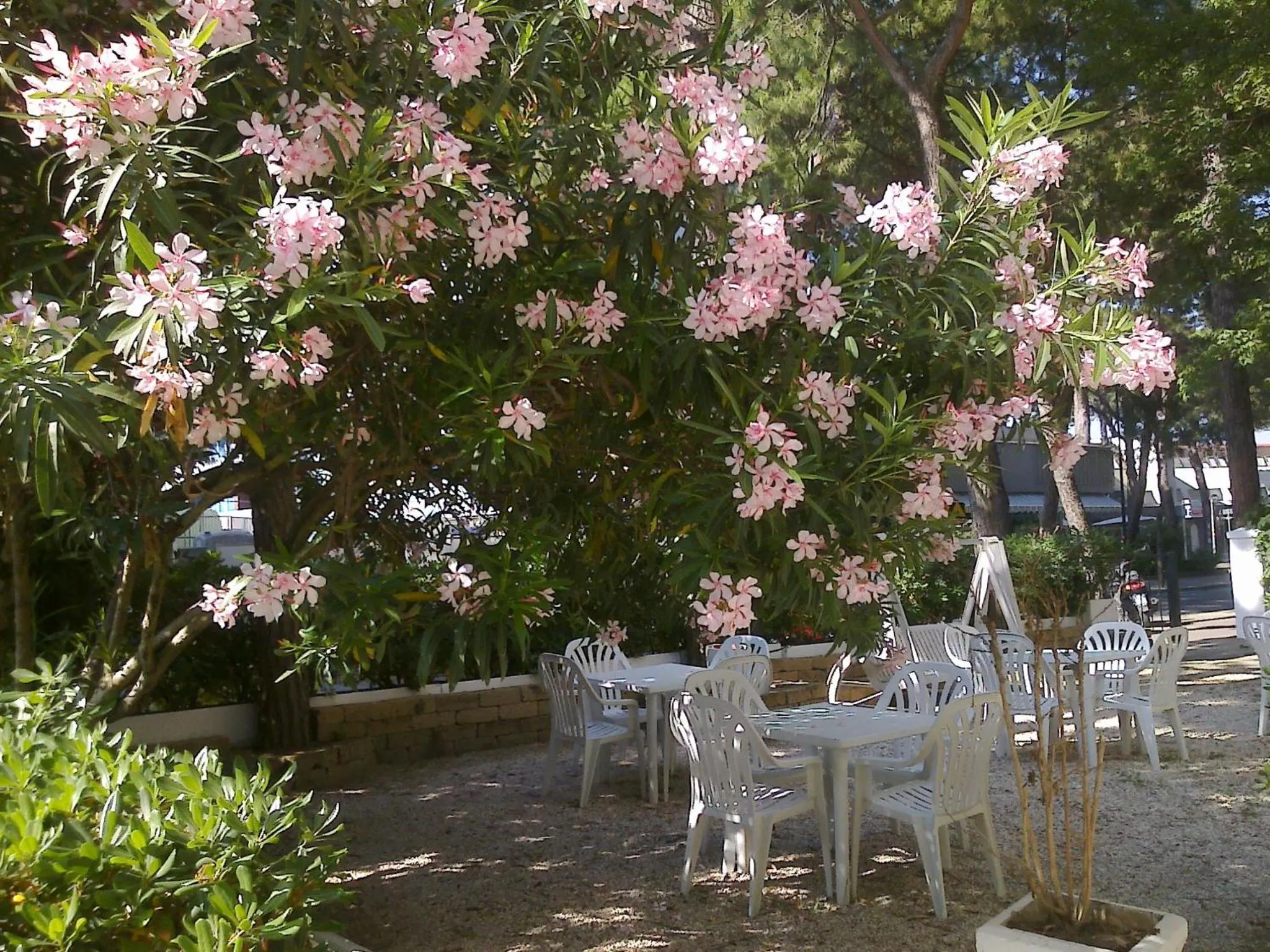 Garden in Hotel Augustus