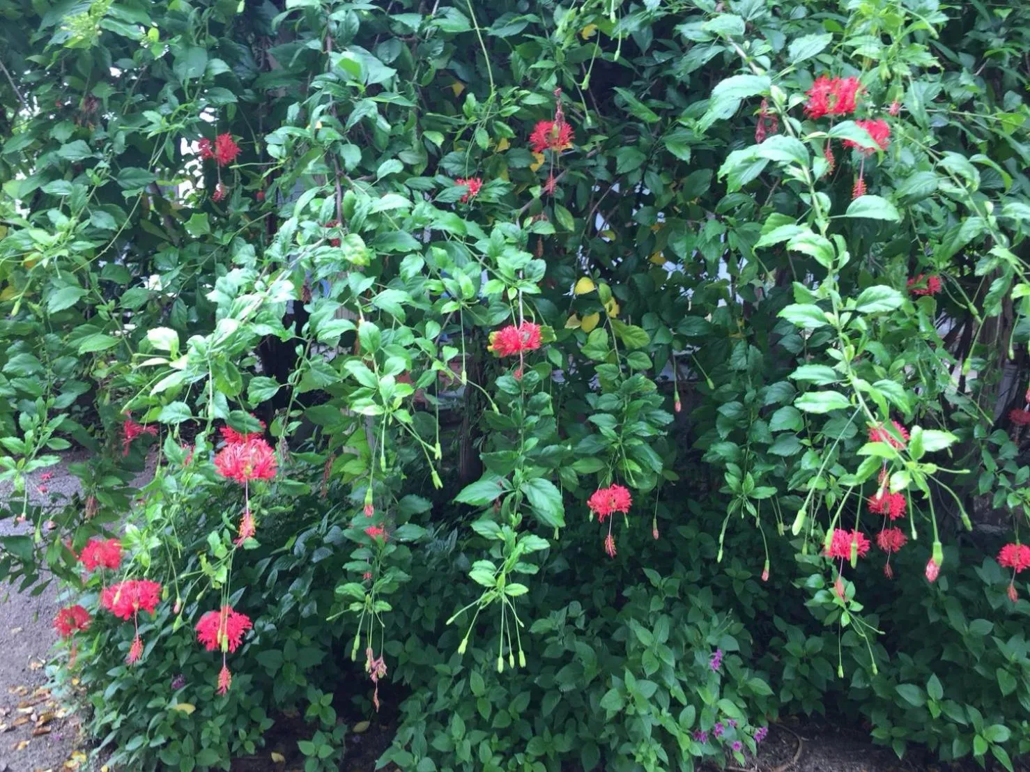 Garden in Sanita Cottage