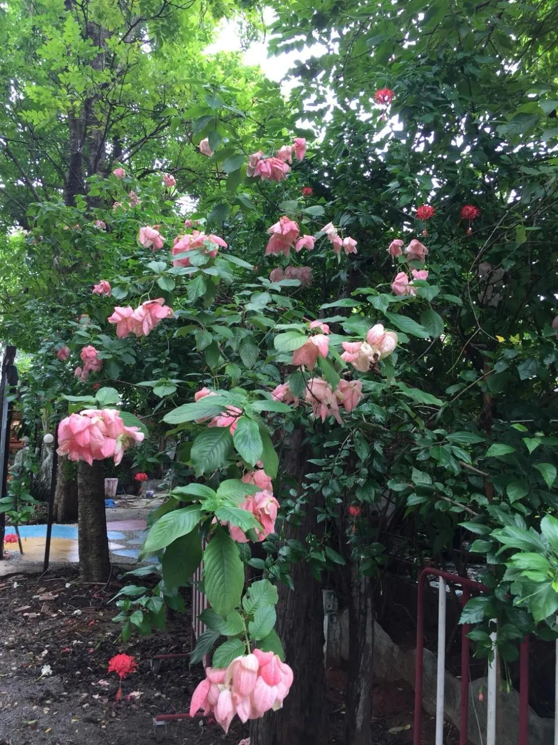 Garden in Sanita Cottage