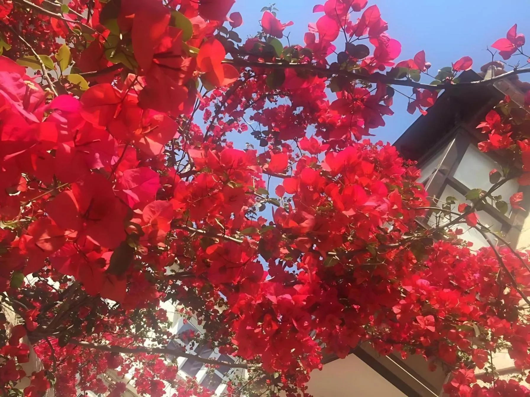 Garden in Alayaz Hotel