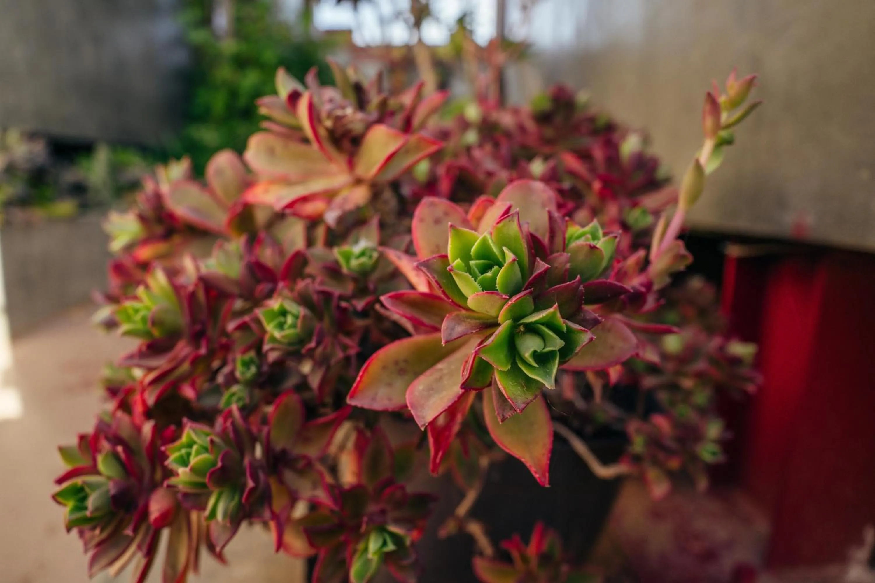 Garden in Entre Vides Valle de Guadalupe