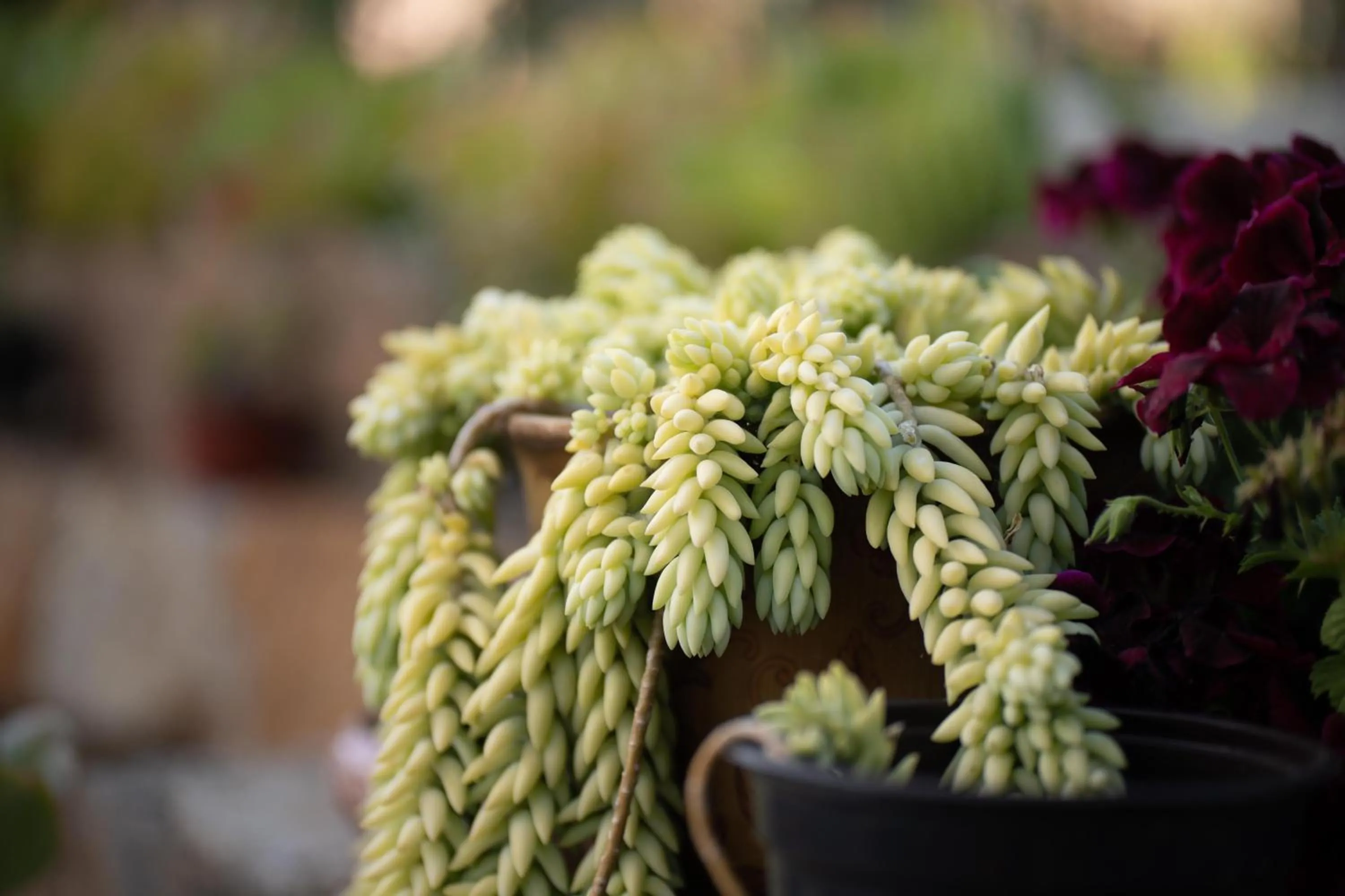 Garden view in Entre Vides Valle de Guadalupe