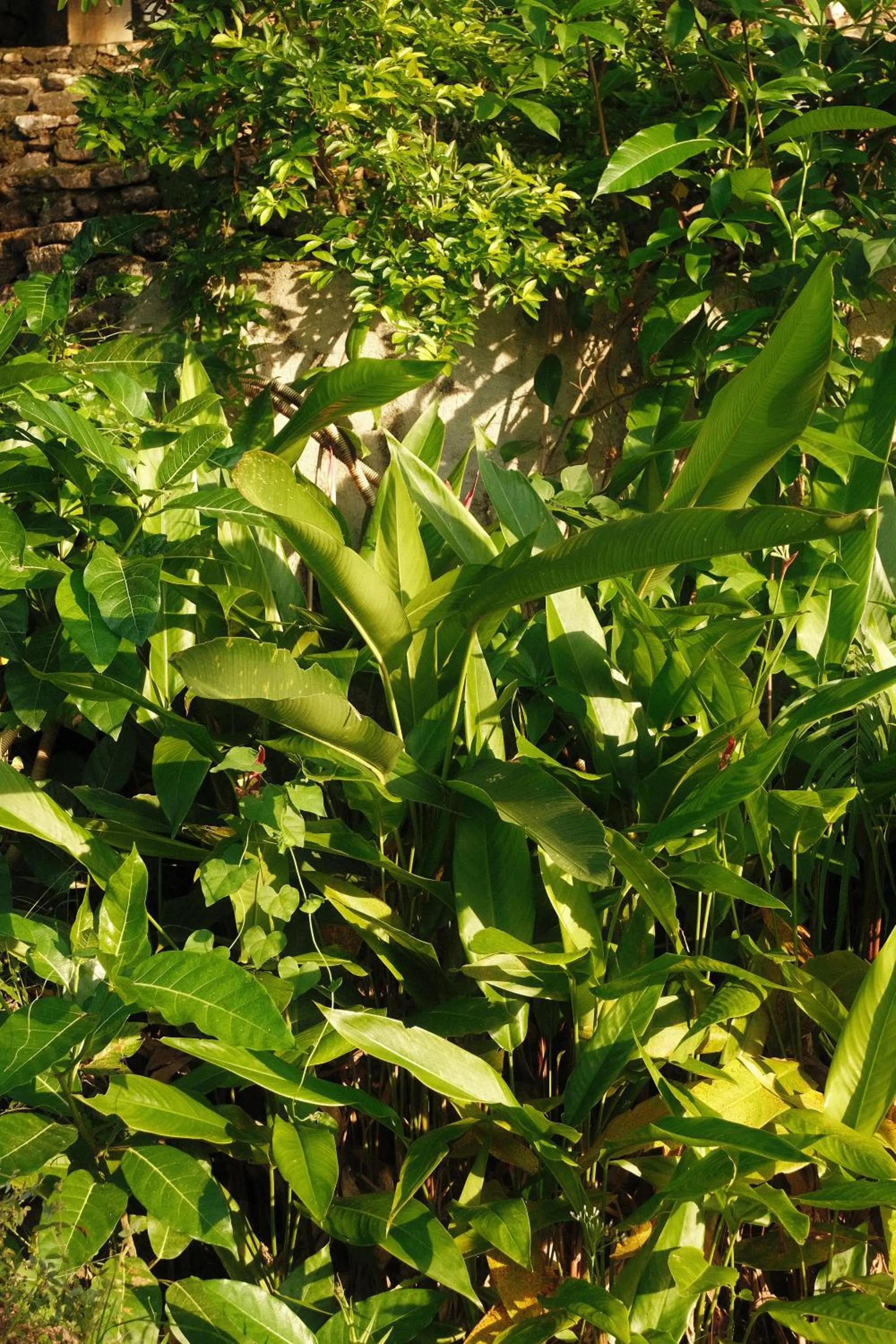 Cocovana Beach Resort