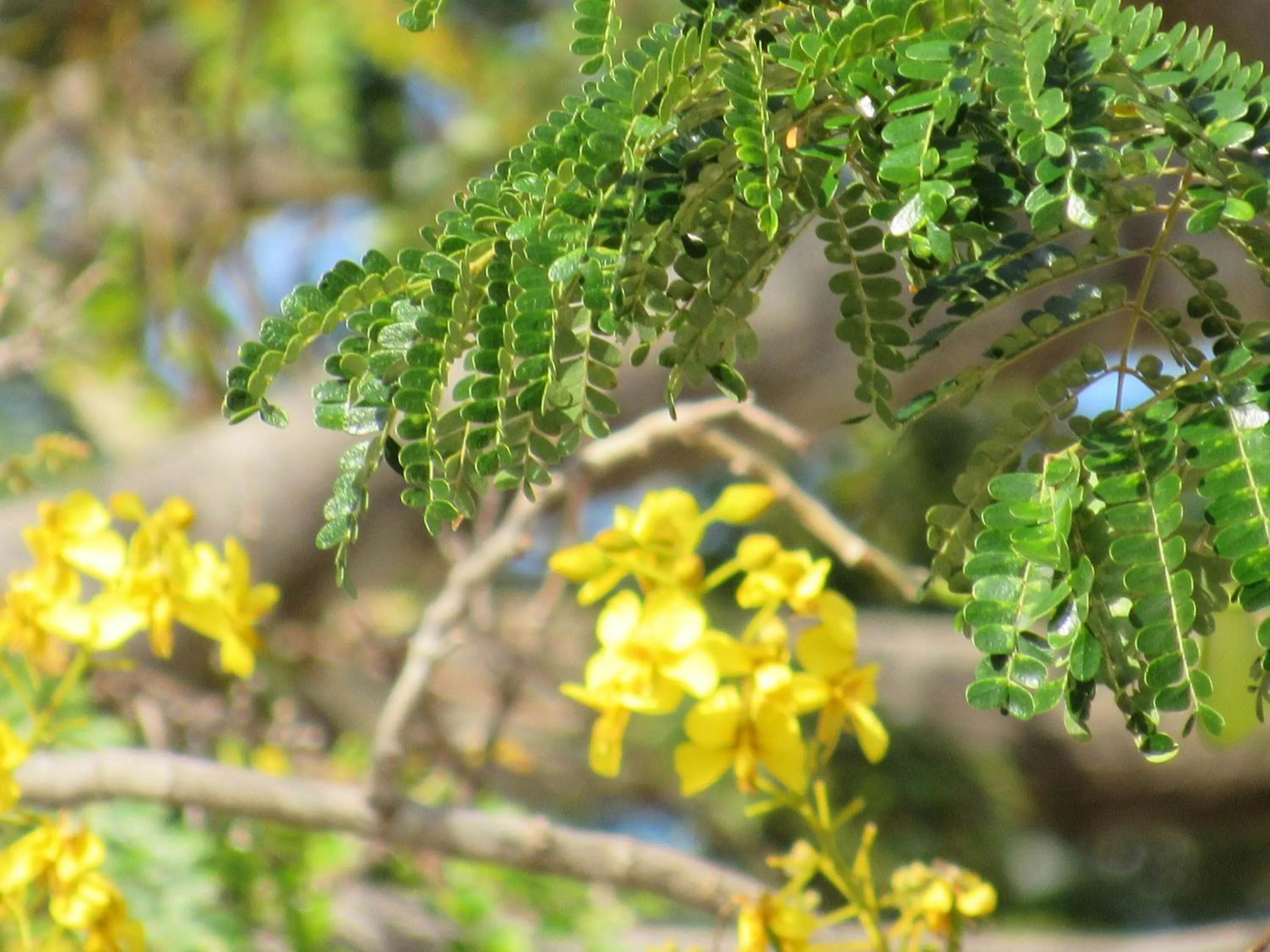 Natural landscape in Casas del Toro Playa Flamingo
